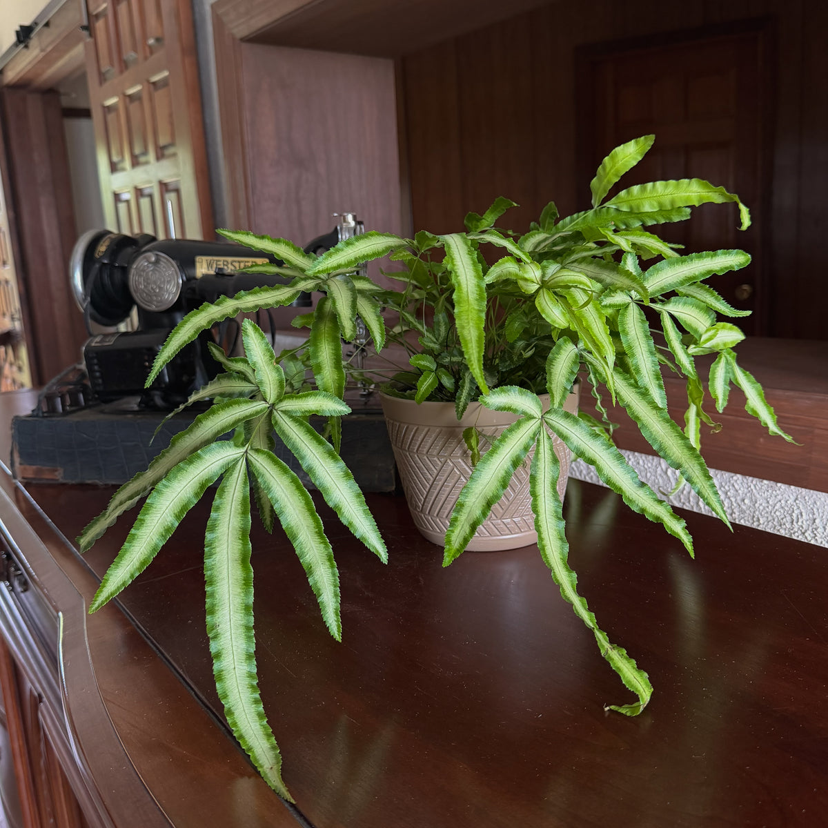 Silver Ribbon Fern (Pteris Cretica 'Albolineata') - 6 Inch Indoor Houseplant -Ship Only