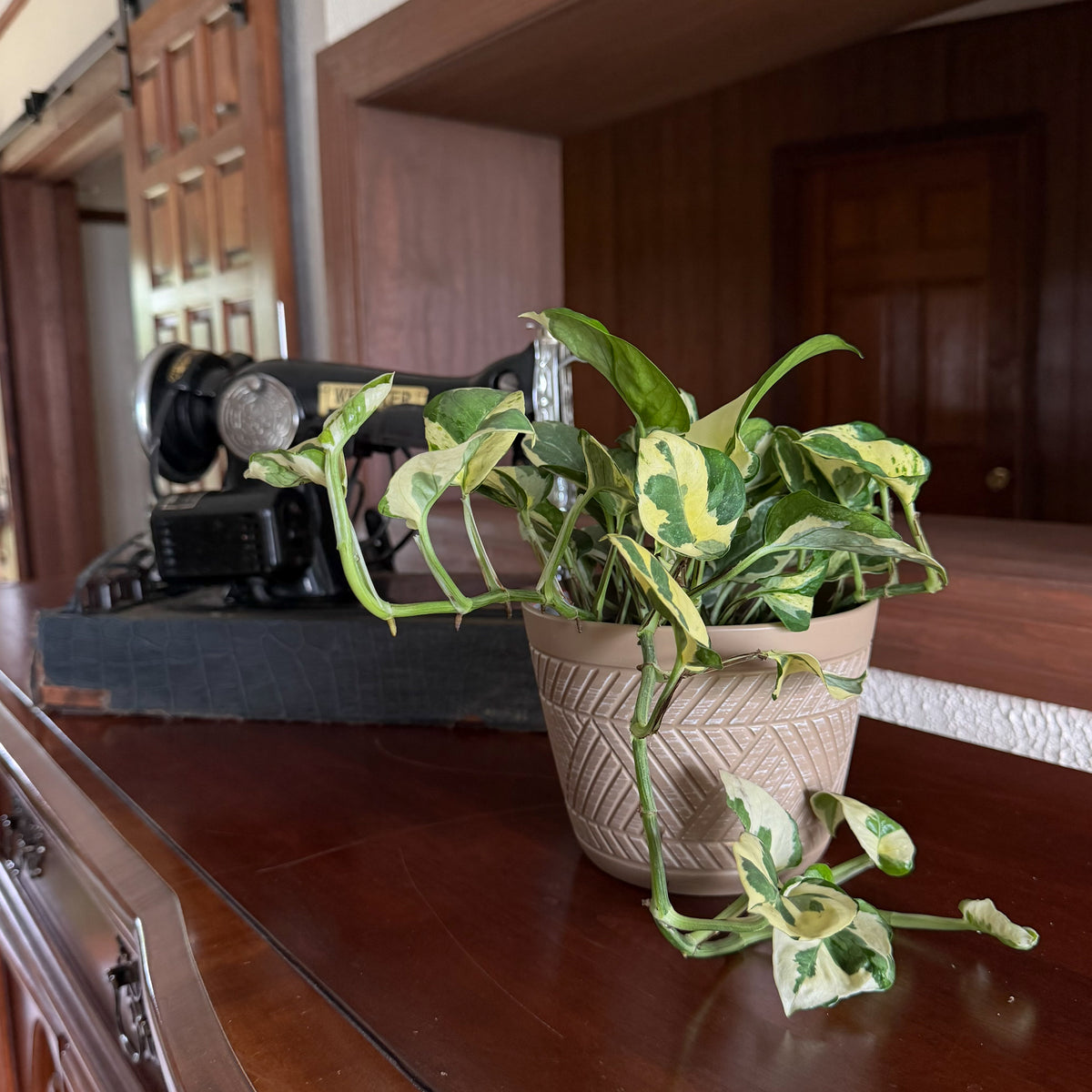 Pothos N'Joy Hanging Basket (Epipremnum Aureum 'N'Joy') - 6 Inch Indoor Houseplant -Ship Only