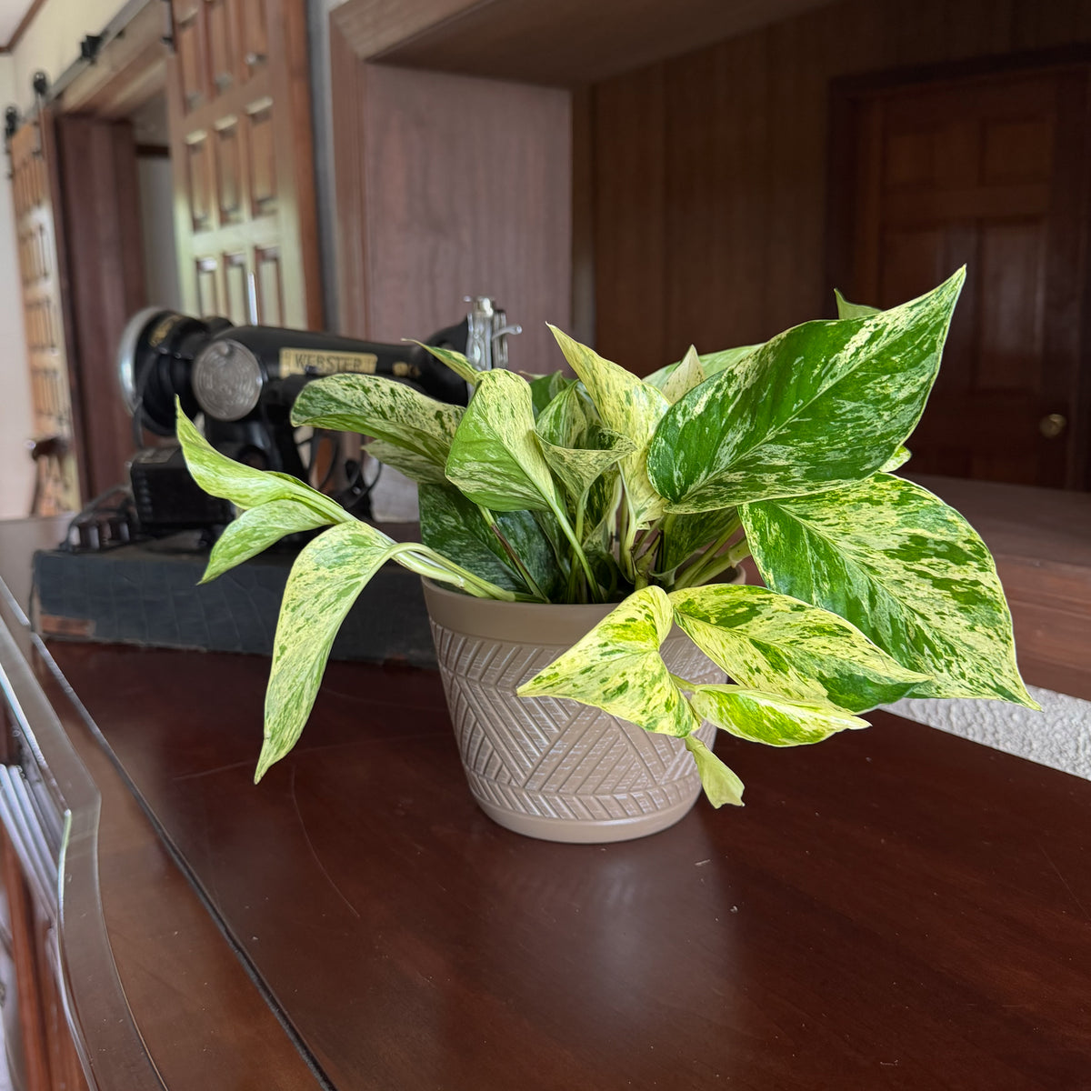 Pothos Marble Queen Hanging Basket (Epipremnum Aureum 'Marble Queen') - 6 Inch Indoor Houseplant -Ship Only