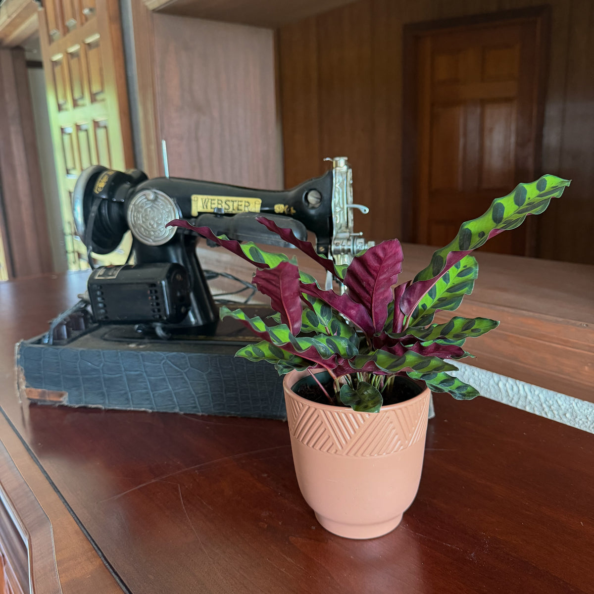 Calathea Rattlesnake (Calathea Lancifolia Goeppertia Insignis) - 4 Inch Indoor Houseplant -Ship Only