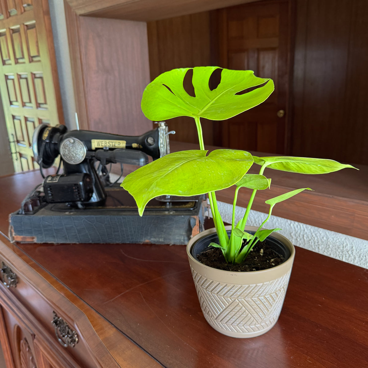 Monstera Super Golden (Monstera Deliciosa 'Aurea') - 6 Inch Indoor Houseplant -Ship Only