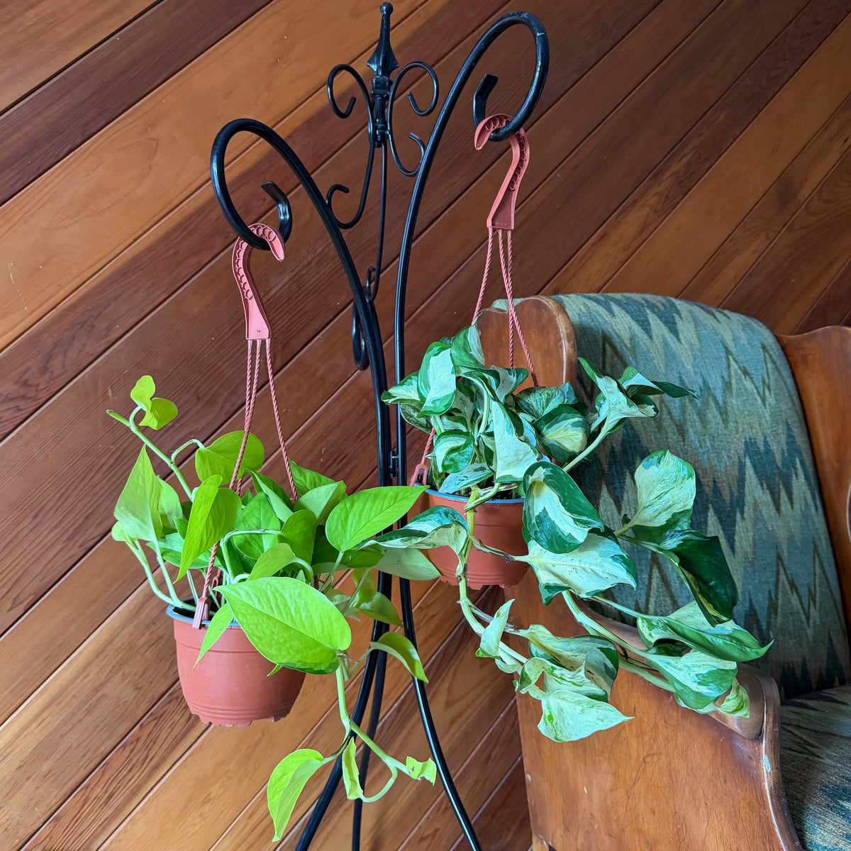 Mystery Pothos 2 Pack - 6 Inch Indoor Houseplants -Ship Only