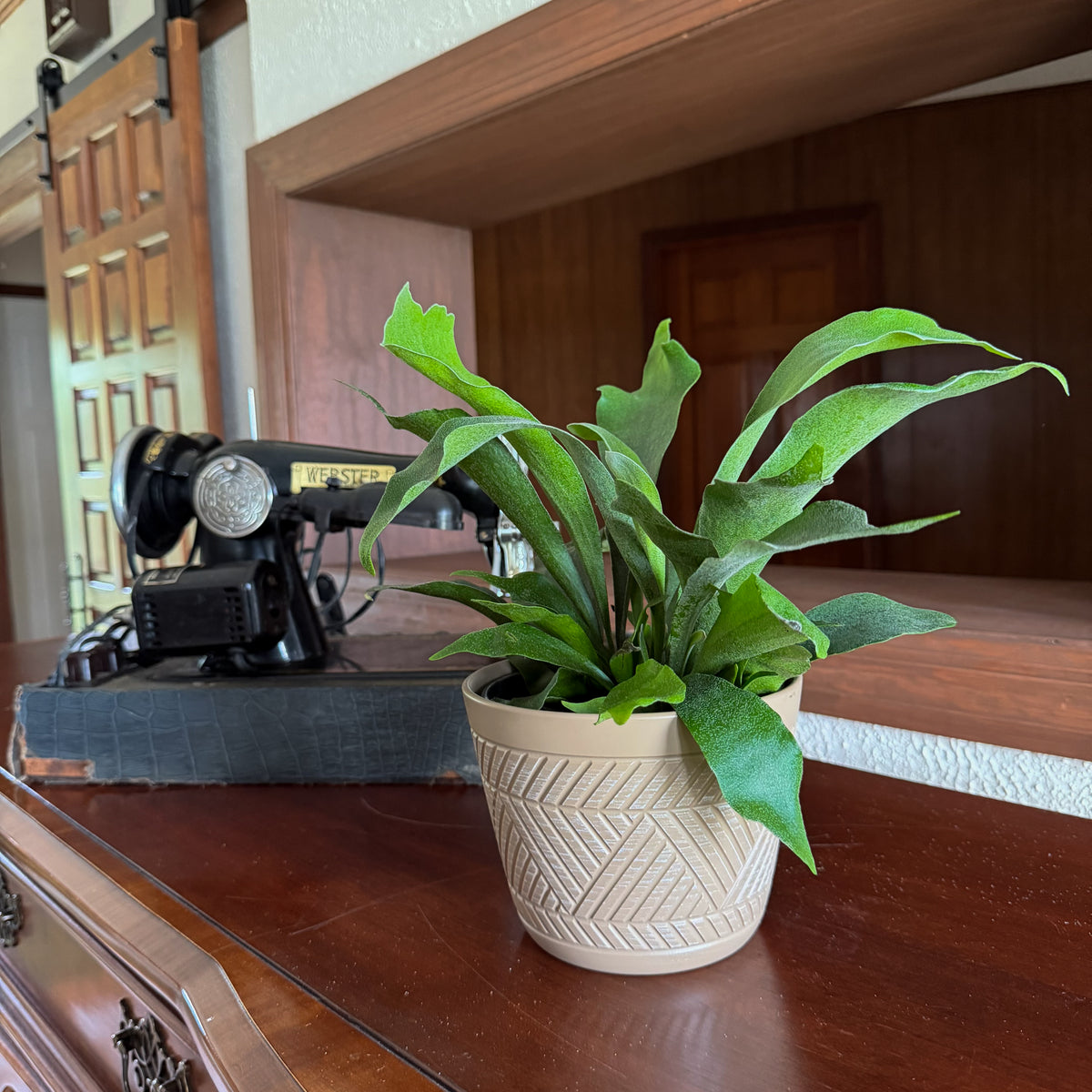 Staghorn Netherlands Fern (Platycerium Bifurcatum 'Netherlands') - 6 Inch Indoor Houseplant -Ship Only