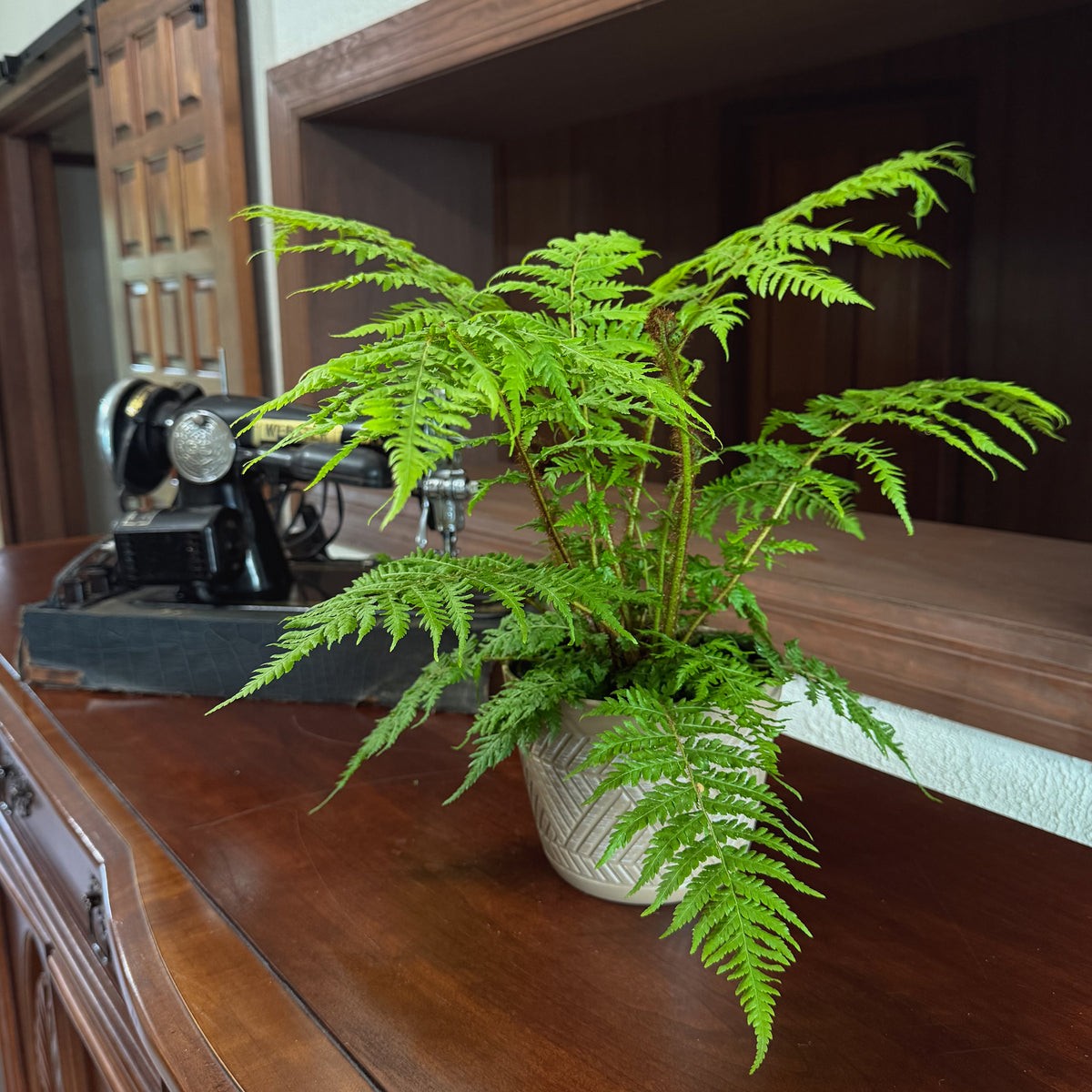 Australian Tree Fern (Cyathea Cooperi) - 6 Inch Indoor Houseplant -Ship Only