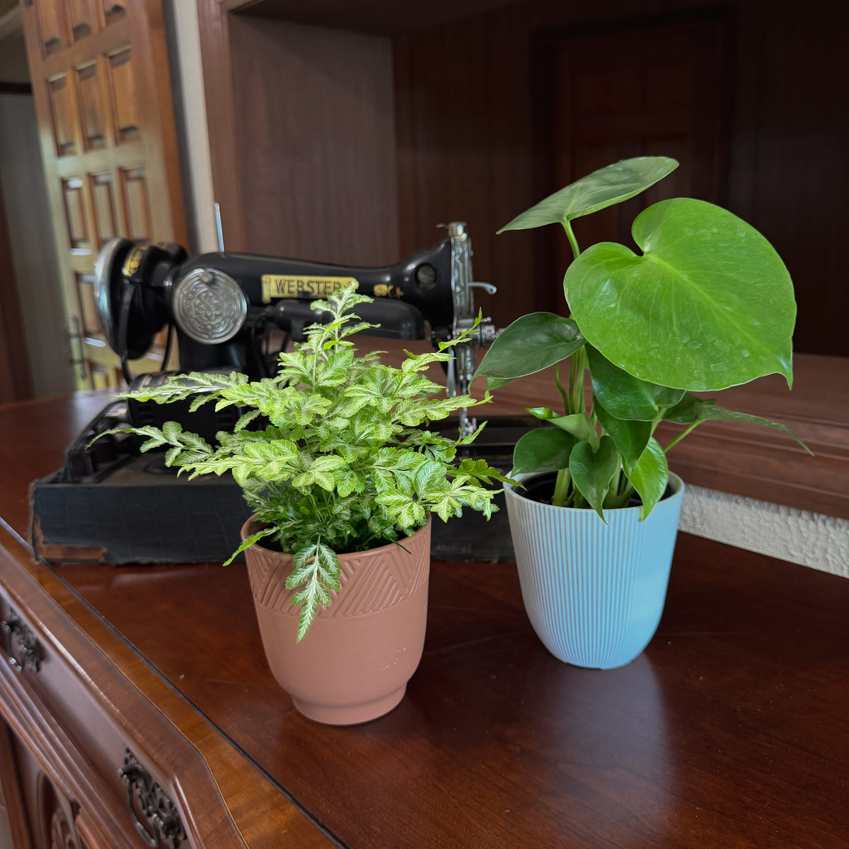 Fern & Foliage Mystery Houseplant 2 Pack - 4 Inch Indoor Houseplants -Ship Only