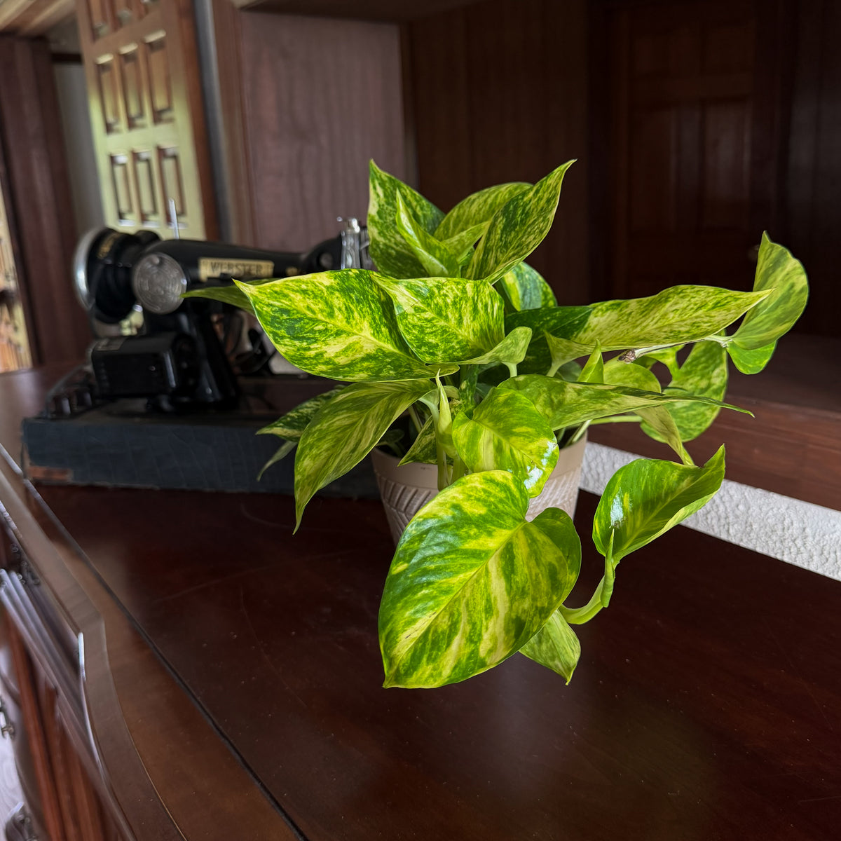 Pothos Hawaiian Hanging Basket (Epipremnum Aureum 'Hawaiian') - 6 Inch Indoor Houseplant -Ship Only