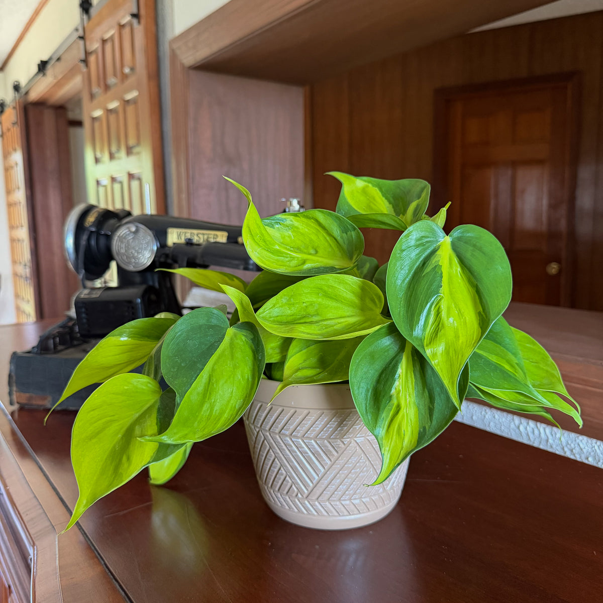 Philodendron Brasil Hanging Basket (Philodendron Hederaceum 'Brasil') - 6 Inch Indoor Houseplant -Ship Only