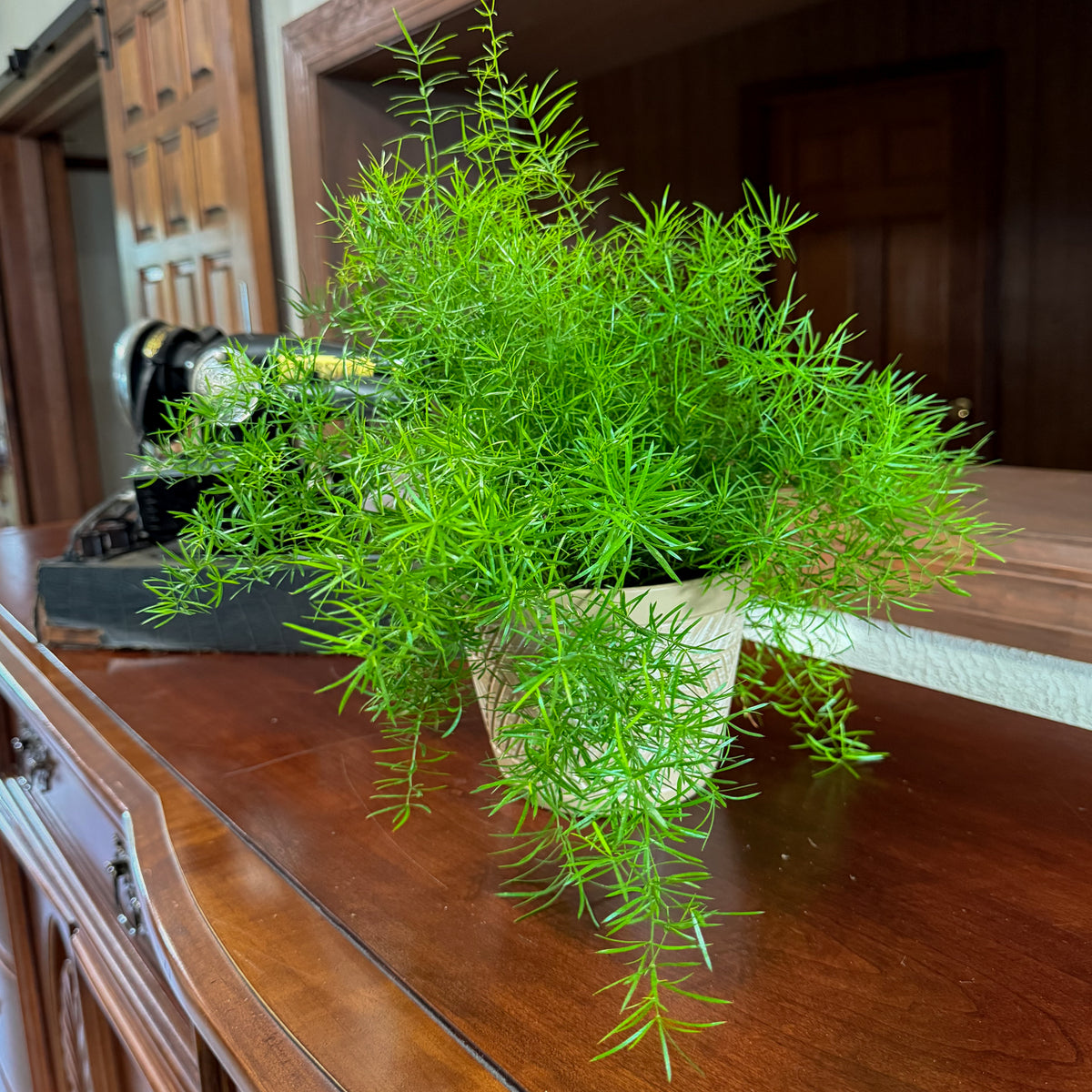 Sprenger's Asparagus Fern (Asparagus Sprengerii) - 6 Inch Indoor Houseplant -Ship Only
