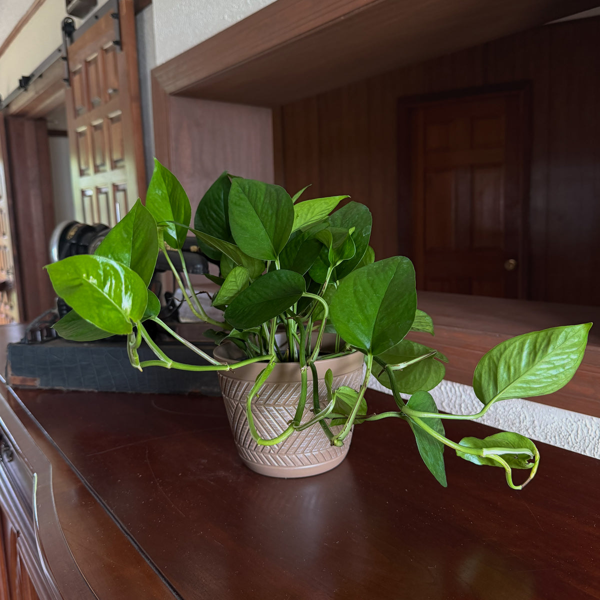 Pothos Jade Hanging Basket (Epipremnum Aureum 'Jade') - 6 Inch Indoor Houseplant -Ship Only