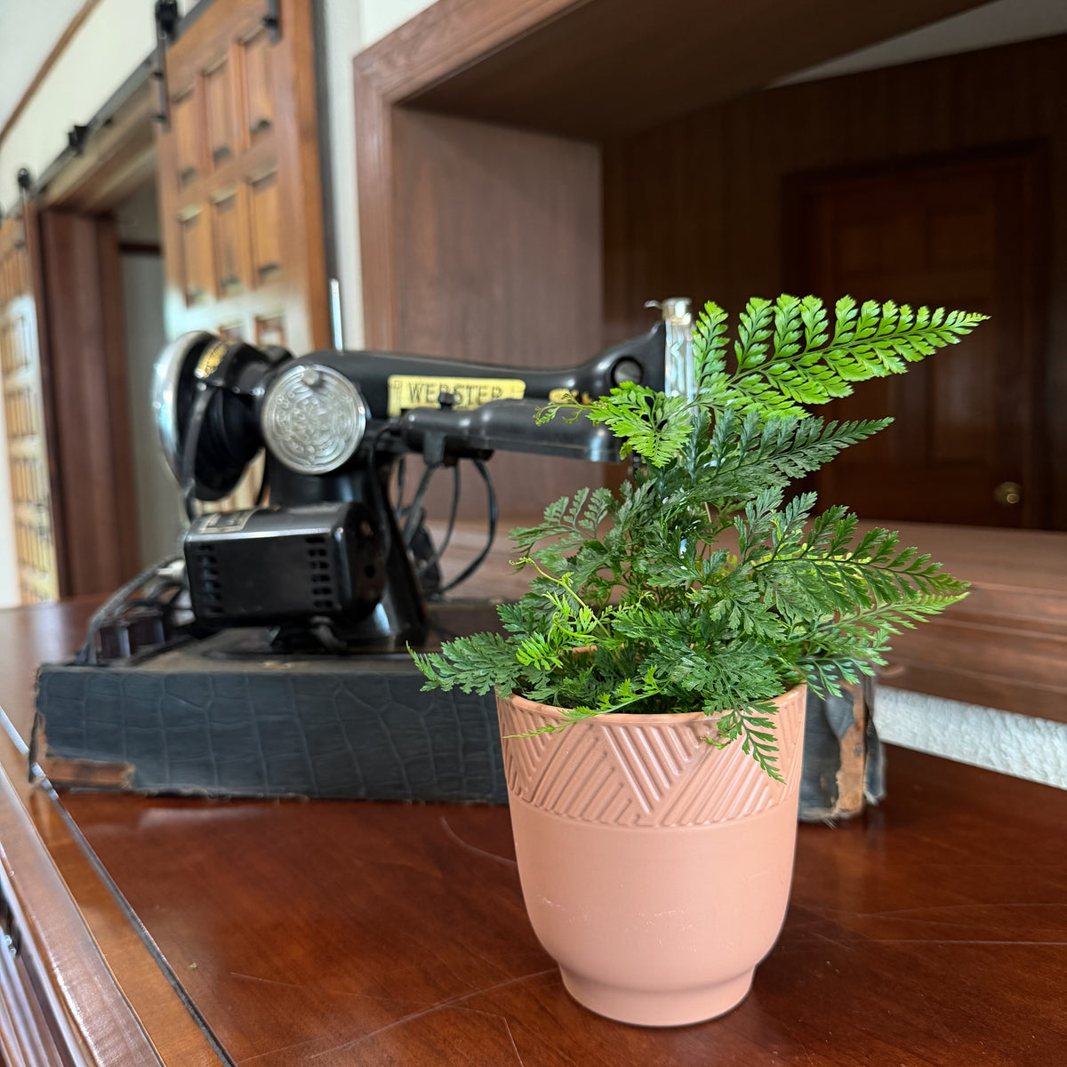 Rabbits Foot Footed Fern (Davallia Fejeensis) - 4 Inch Indoor Houseplant -Ship Only
