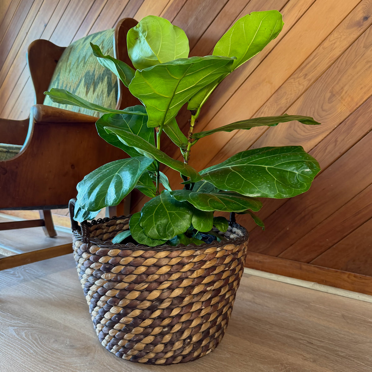 Fiddle-Leaf Fig (Ficus Lyrata) - 8 Inch Indoor Houseplant Pot -Ship Only