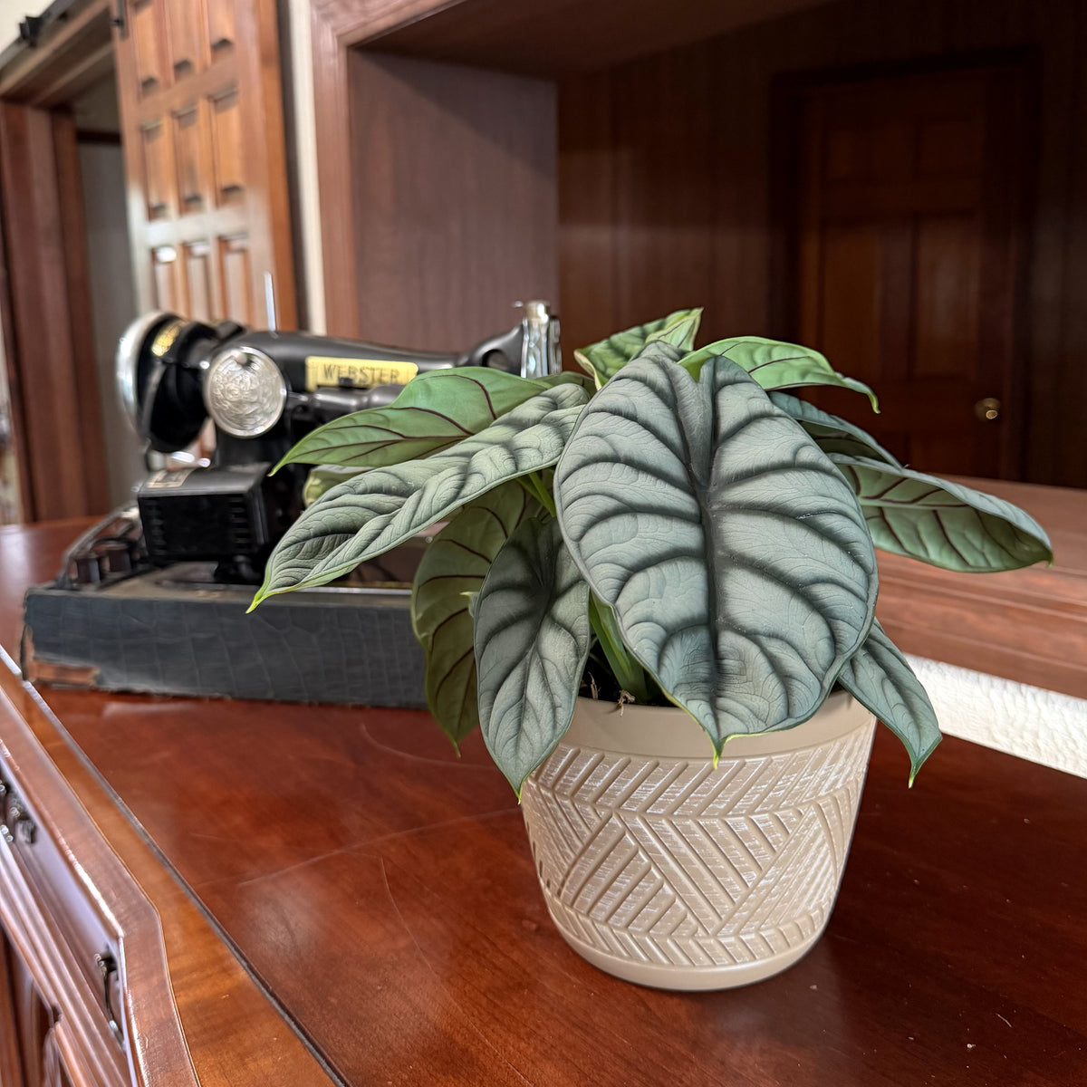 Alocasia Silver Dragon (Alocasia Baginda 'Silver Dragon') - 6 Inch Indoor Houseplant -Ship Only