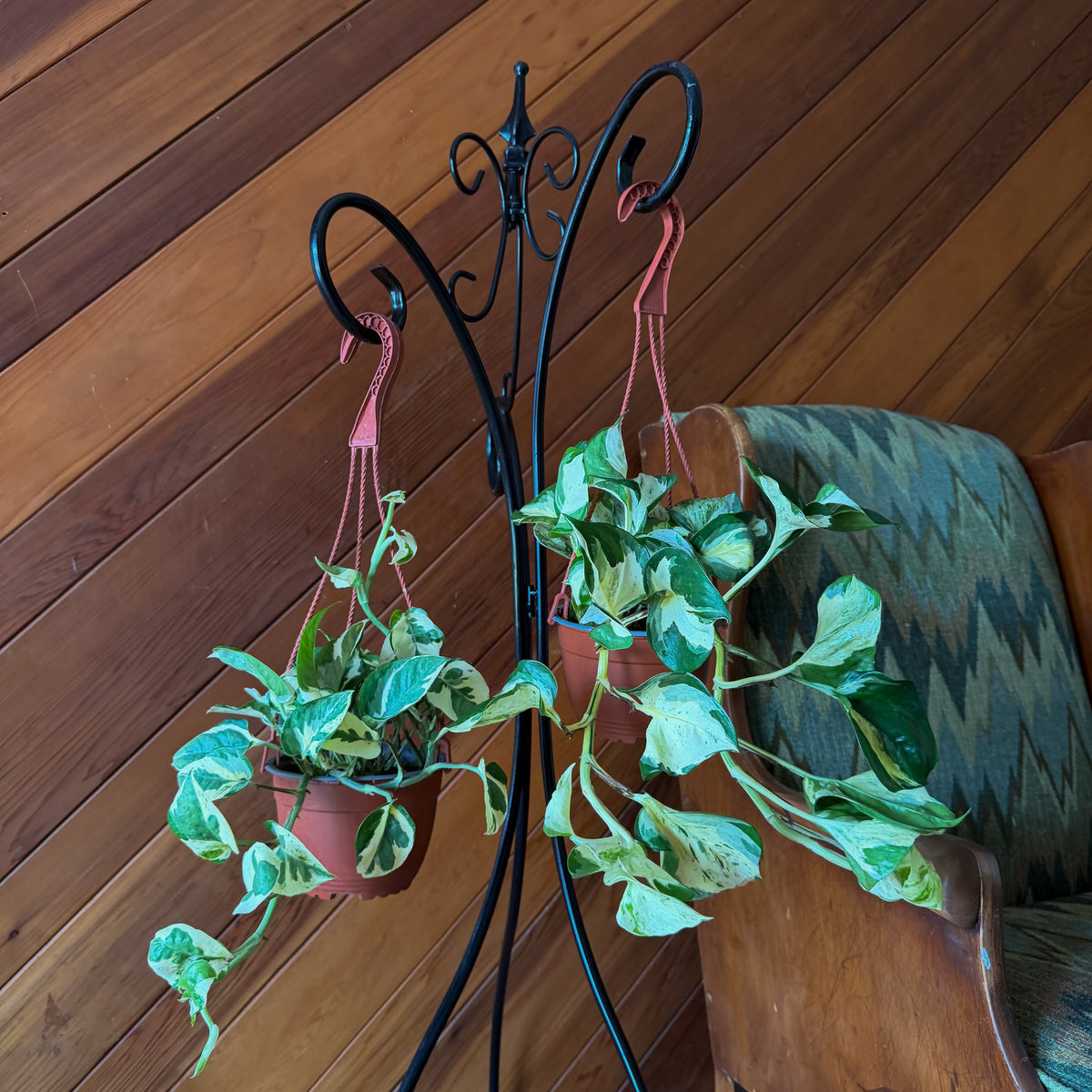 Mystery Pothos 4 Pack - 6 Inch Indoor Houseplants -Ship Only