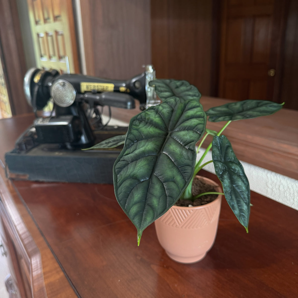 Alocasia Dragon Scale (Alocasia Baginda 'Dragon Scale') - 4 Inch Indoor Houseplant -Ship Only
