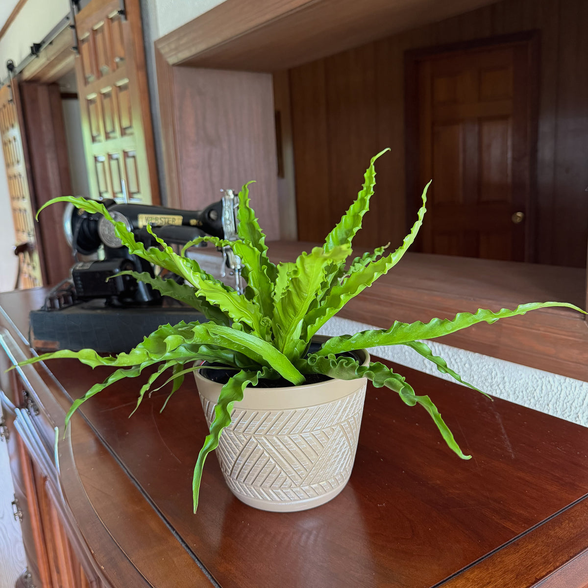 Victoria Bird's Nest Fern (Asplenium Antiquum 'Victoria') - 6 Inch Indoor Houseplant -Ship Only