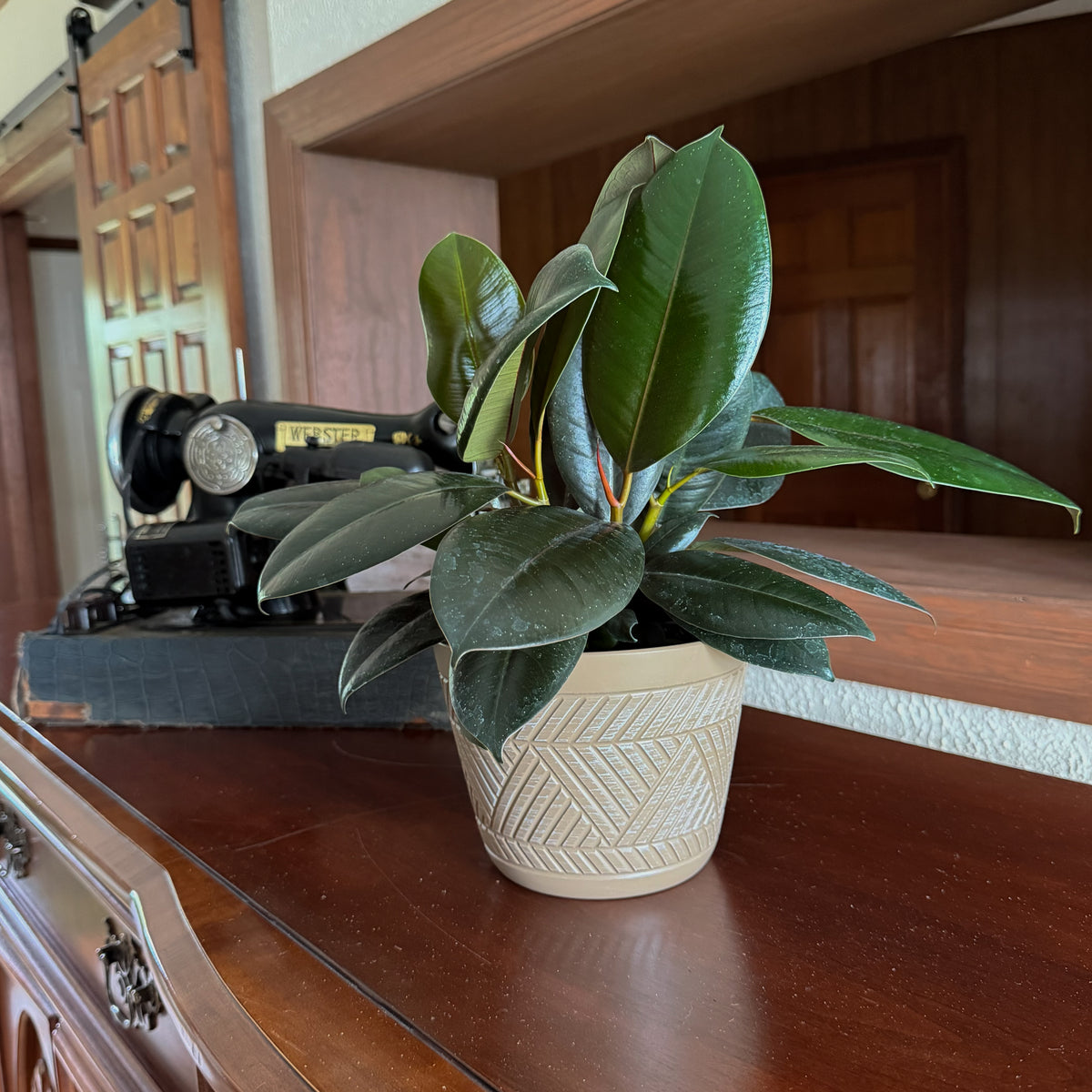 Burgundy Rubber Plant (Ficus Elastica 'Burgundy') - 6 Inch Indoor Houseplant -Ship Only