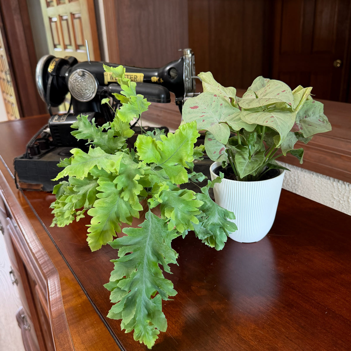 Fern & Foliage Mystery Houseplant 4 Pack - 4 Inch Indoor Houseplants -Ship Only