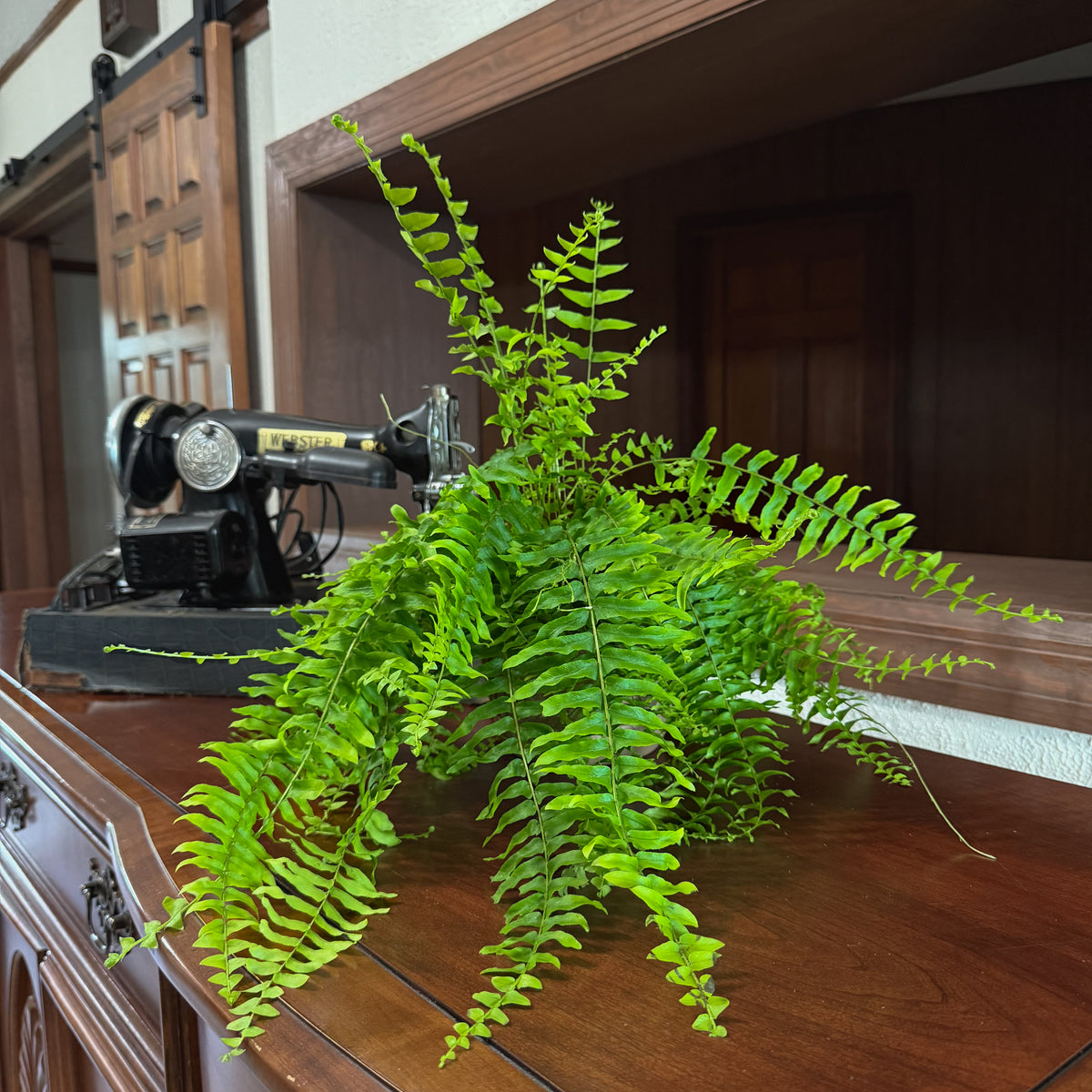 True Boston Fern (Nephrolepis Exaltata) - 6 Inch Indoor Houseplant -Ship Only