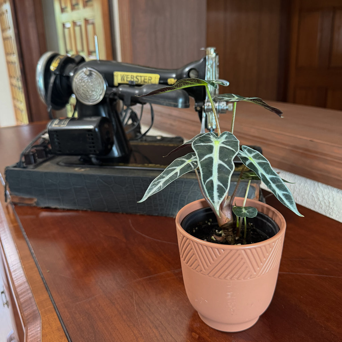 Alocasia Bambino (Alocasia Amazonica 'Bambino') - 4 Inch Indoor Houseplant -Ship Only