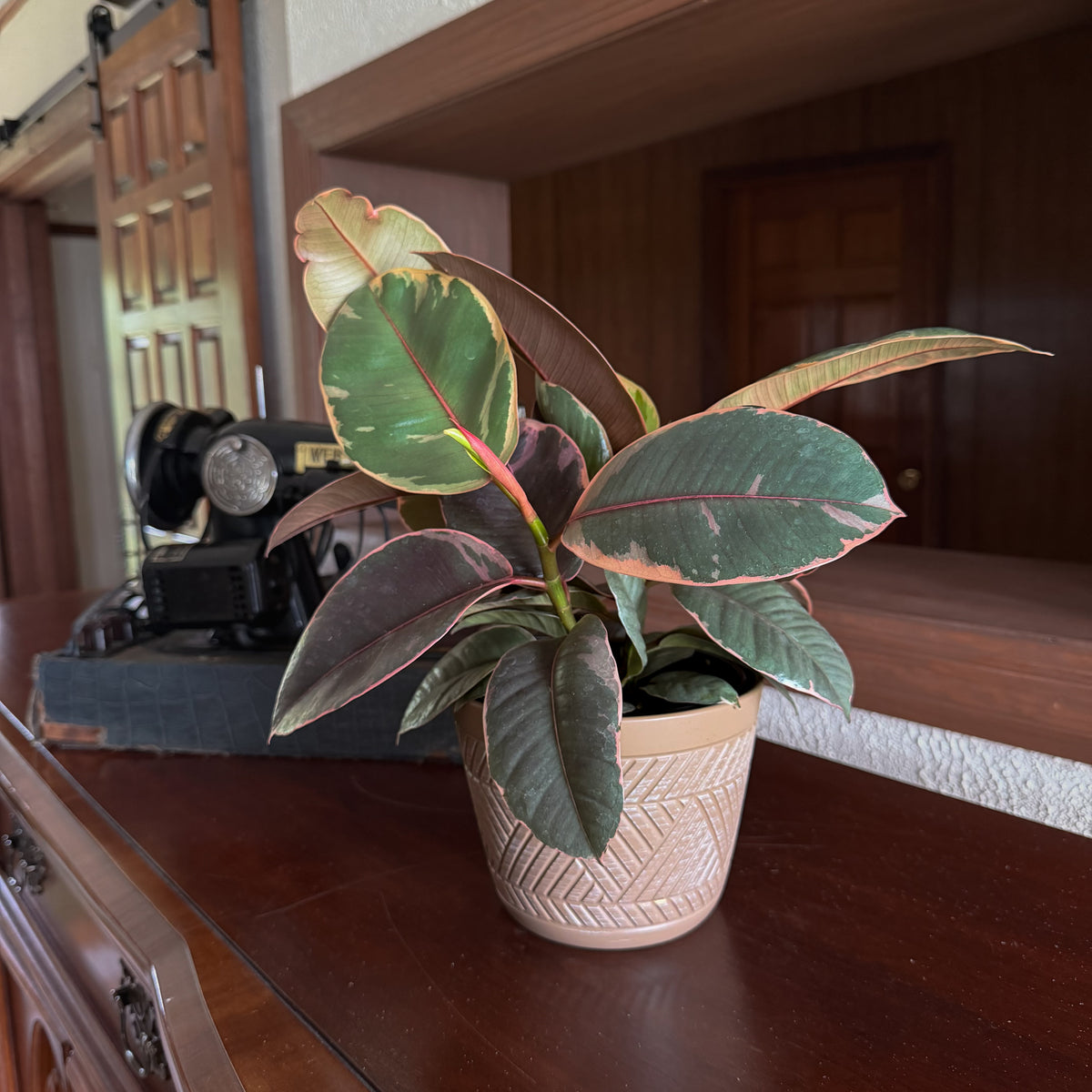 Ruby Rubber Plant (Ficus Elastica 'Ruby') - 6 Inch Indoor Houseplant -Ship Only