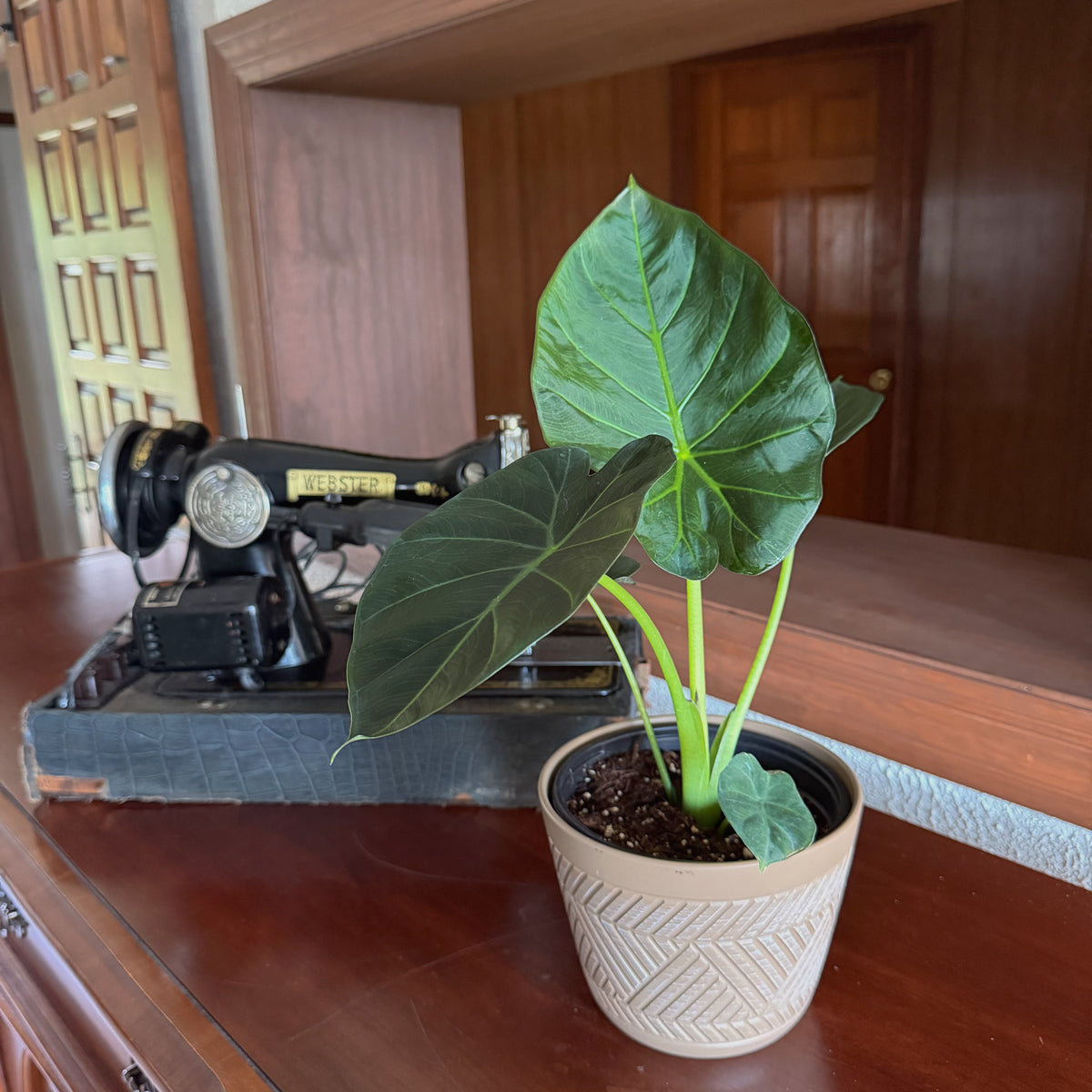 Alocasia Regal Shield (Alocasia Odora x Alocasia Reginula) - 6 Inch Indoor Houseplant -Ship Only