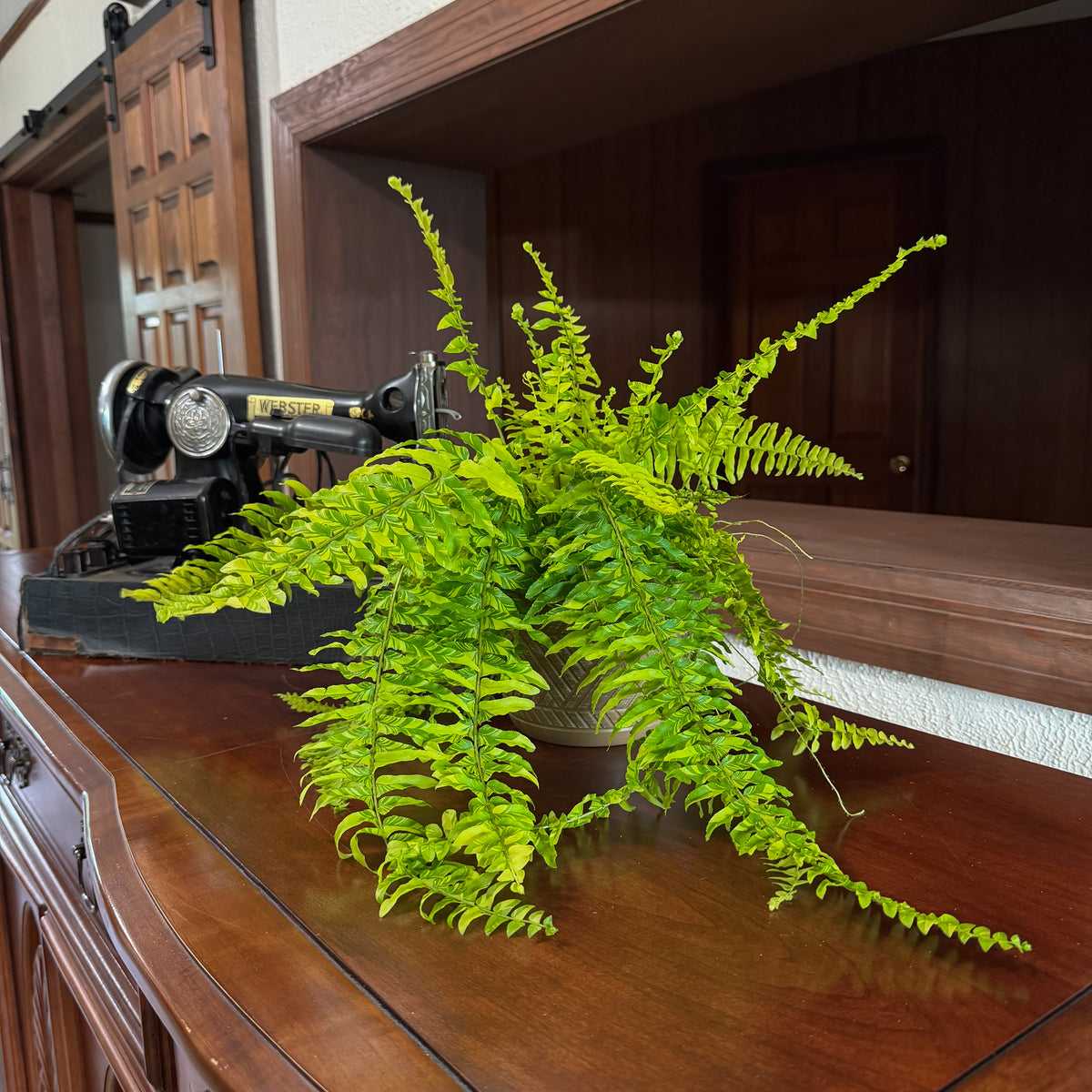 Tiger Stripe Boston Fern (Nephrolepis Exaltata 'Tiger Fern') - 6 Inch Indoor Houseplant -Ship Only