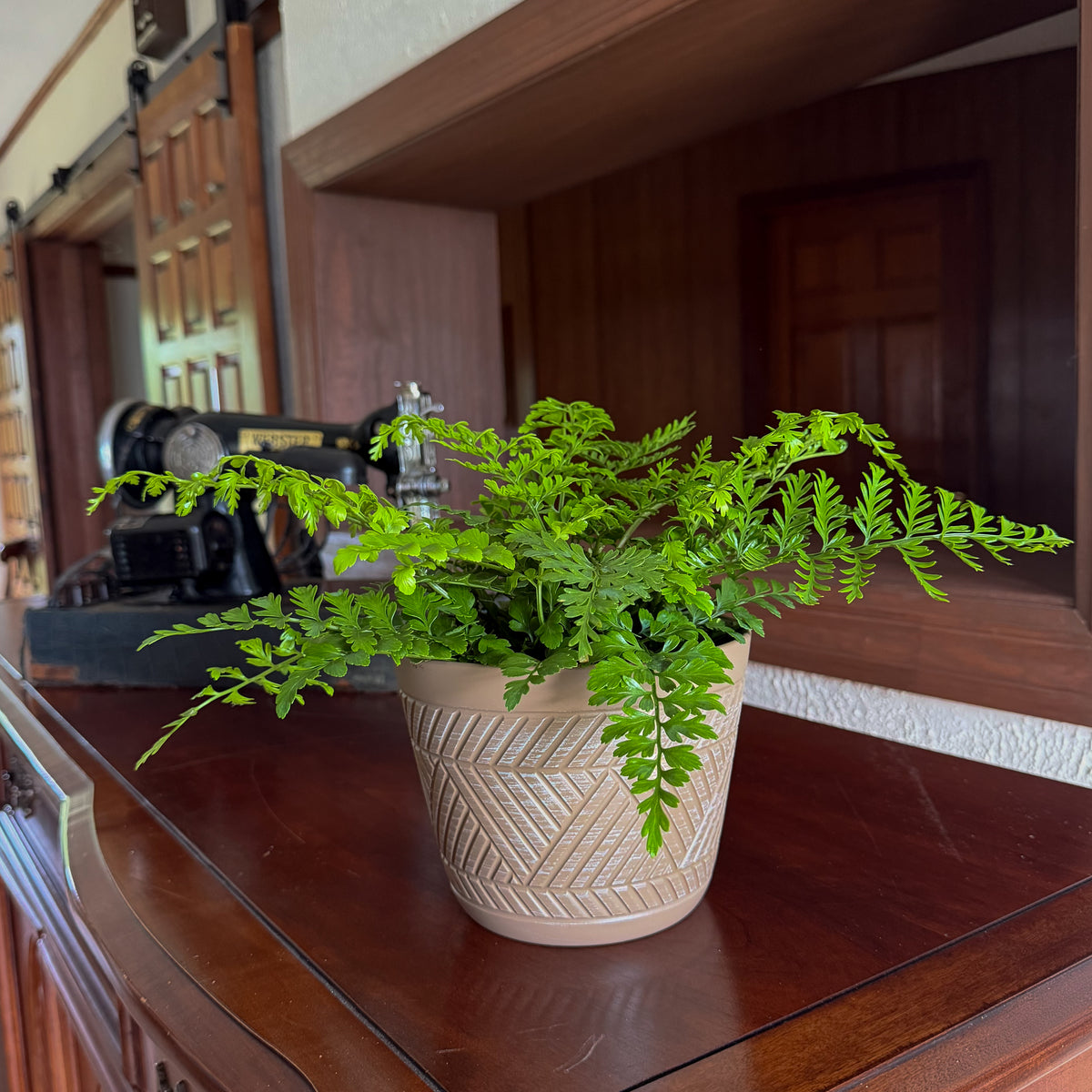 Austral Gem Fern (Doryopteris Cordata) - 6 Inch Indoor Houseplant -Ship Only