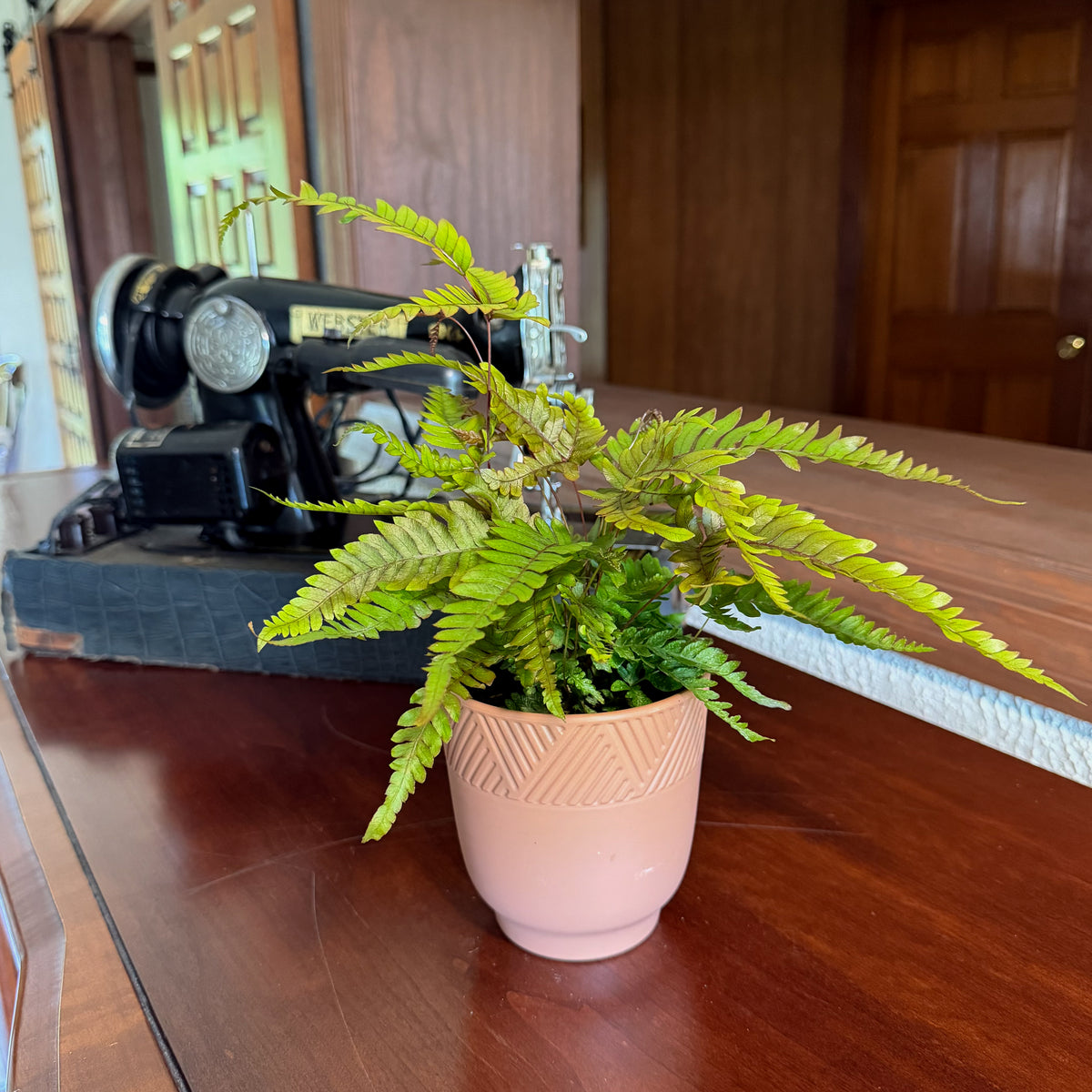Tri-Color Fern (Pteris Quadriaurita 'Tricolor') - 4 Inch Indoor Houseplant -Ship Only