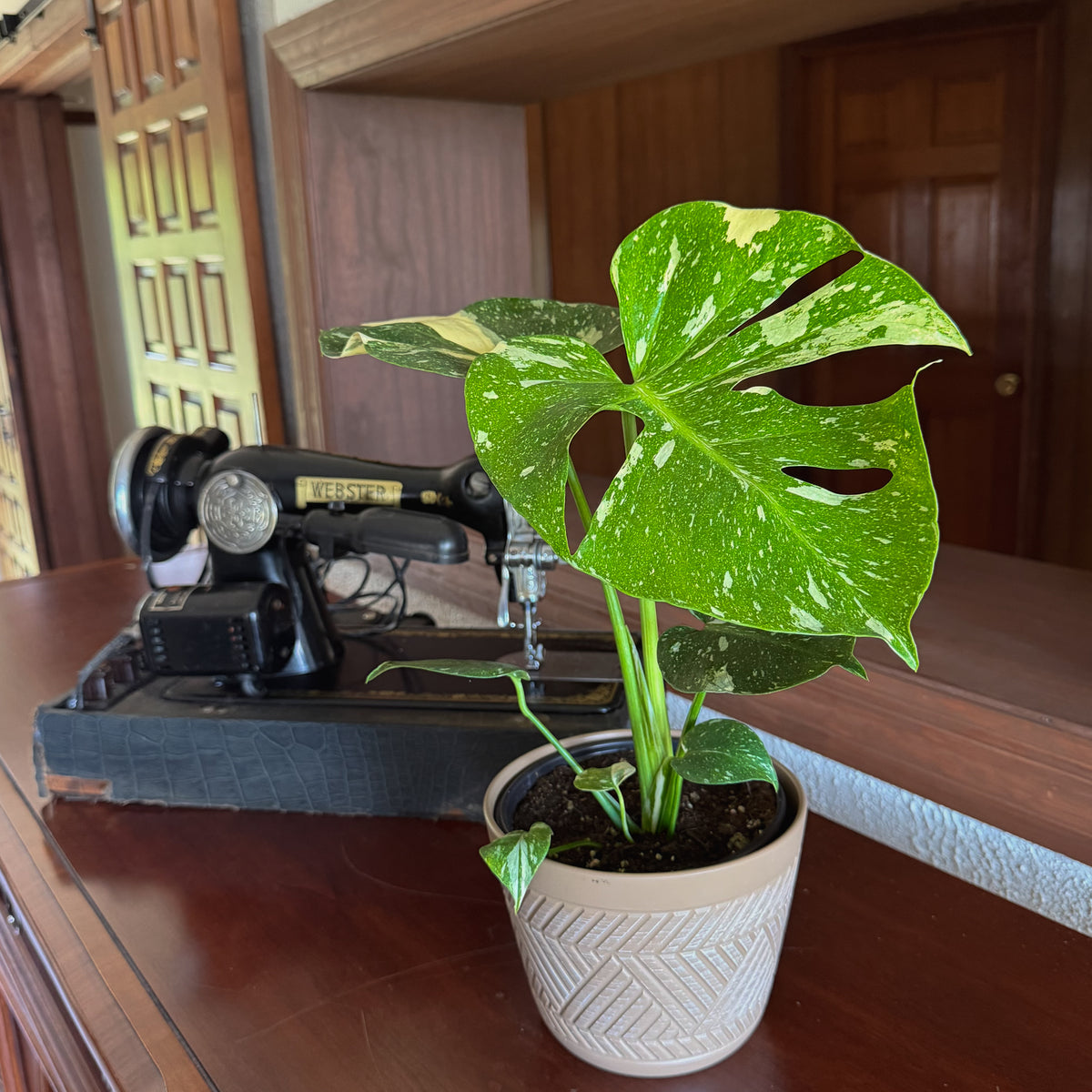 Monstera Thai Constellation (Monstera Deliciosa 'Thai Constellation') - 6 Inch Indoor Houseplant -Ship Only