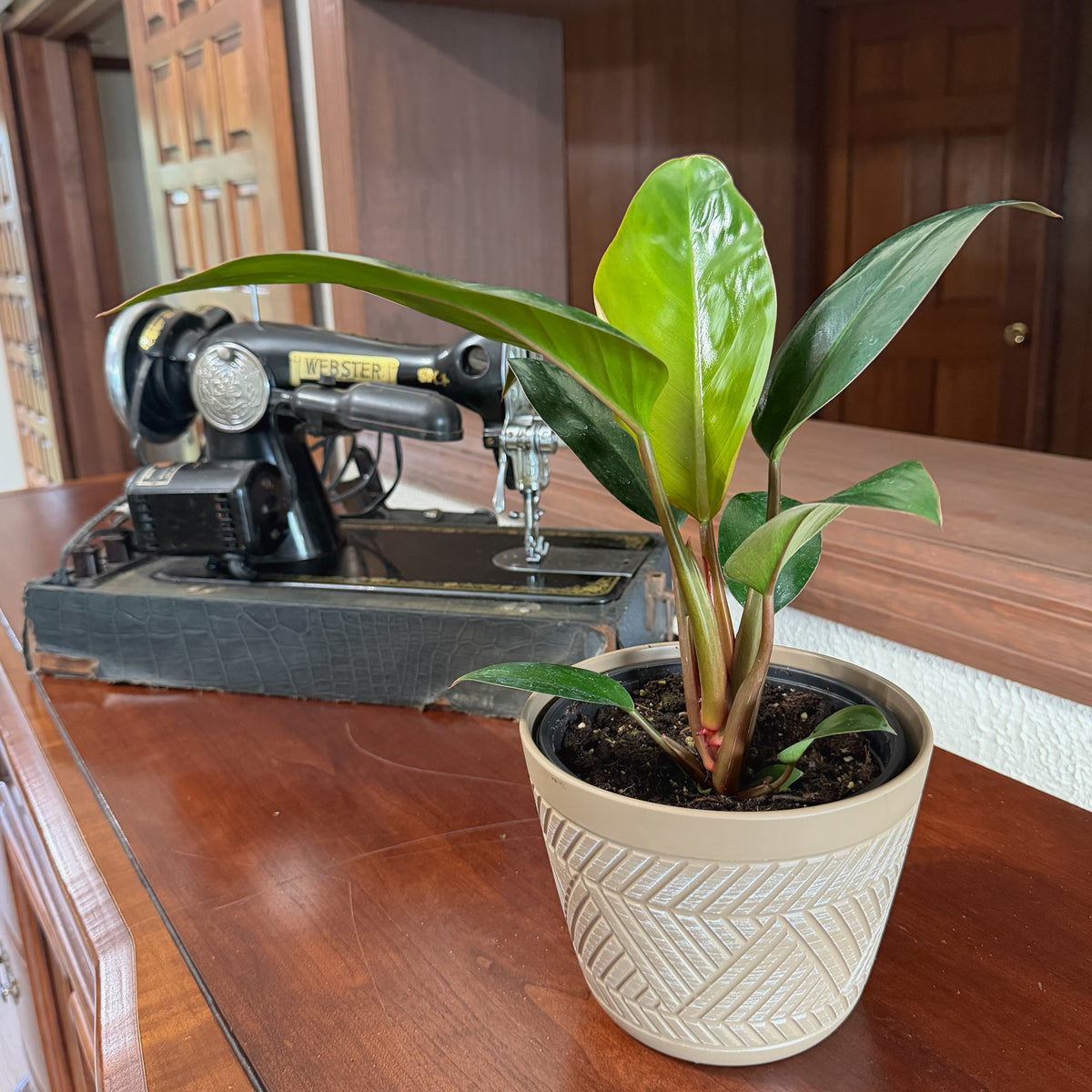 Philodendron Rojo Congo (Philodendron Tatei 'Congo Rojo) - 6 Inch Indoor Houseplant -Ship Only