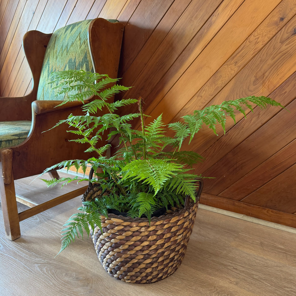 Australian Tree Fern (Cyathea Cooperi) - 8 Inch Indoor Houseplant -Ship Only