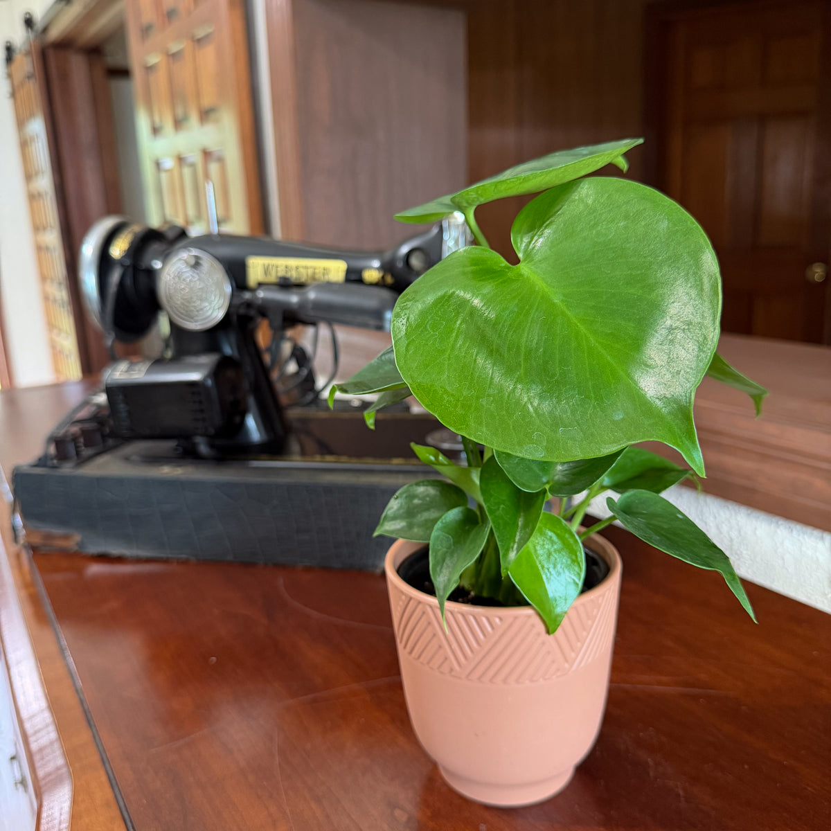 Monstera Deliciosa - 4 Inch Indoor Houseplant -Ship Only