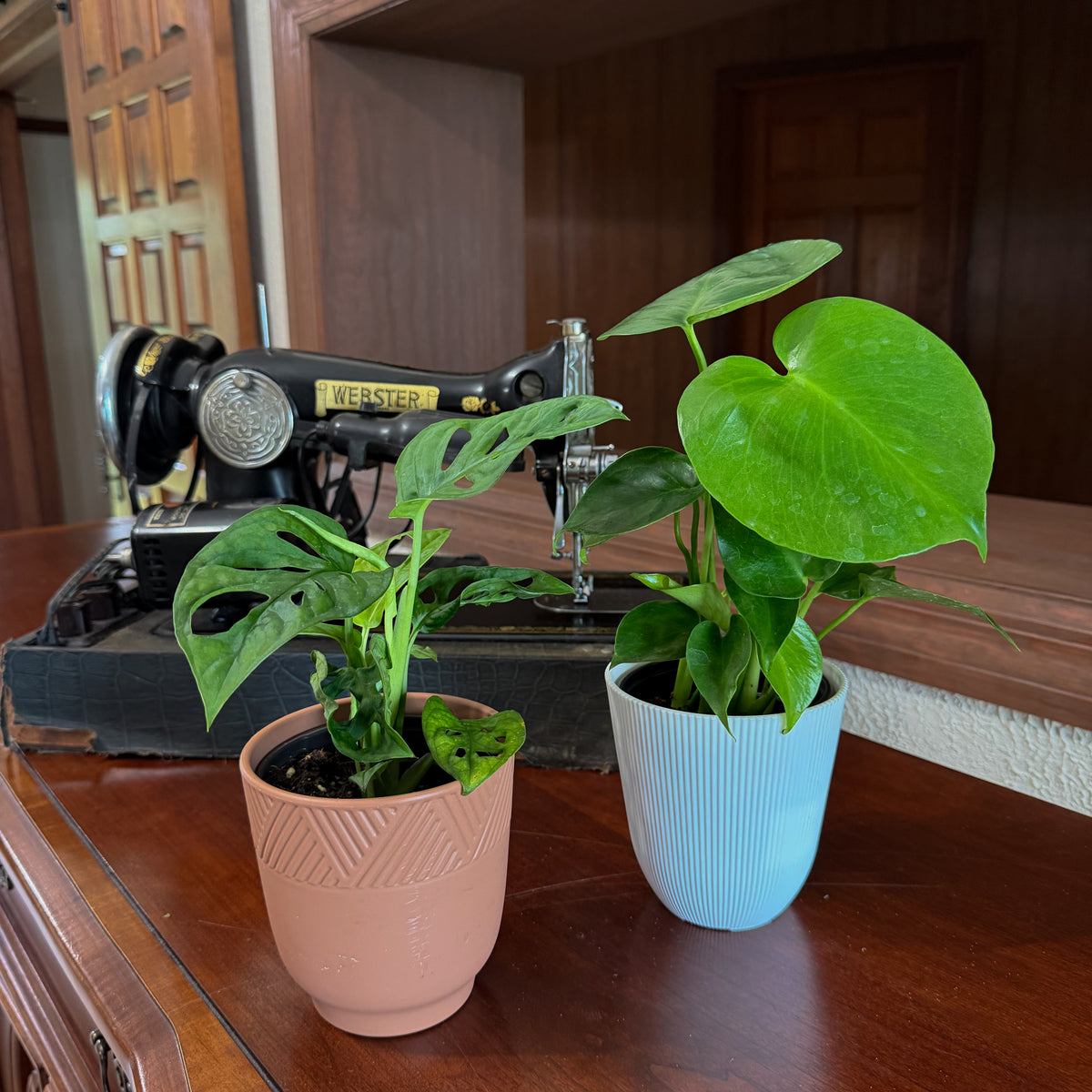 Mystery Foliage 2 Pack - 4 Inch Indoor Houseplants -Ship Only