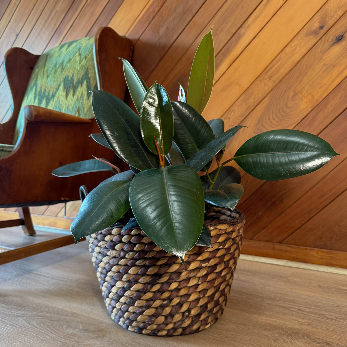 Burgundy Rubber Plant (Ficus Elastica 'Burgundy') - 8 Inch Indoor Houseplant -Ship Only