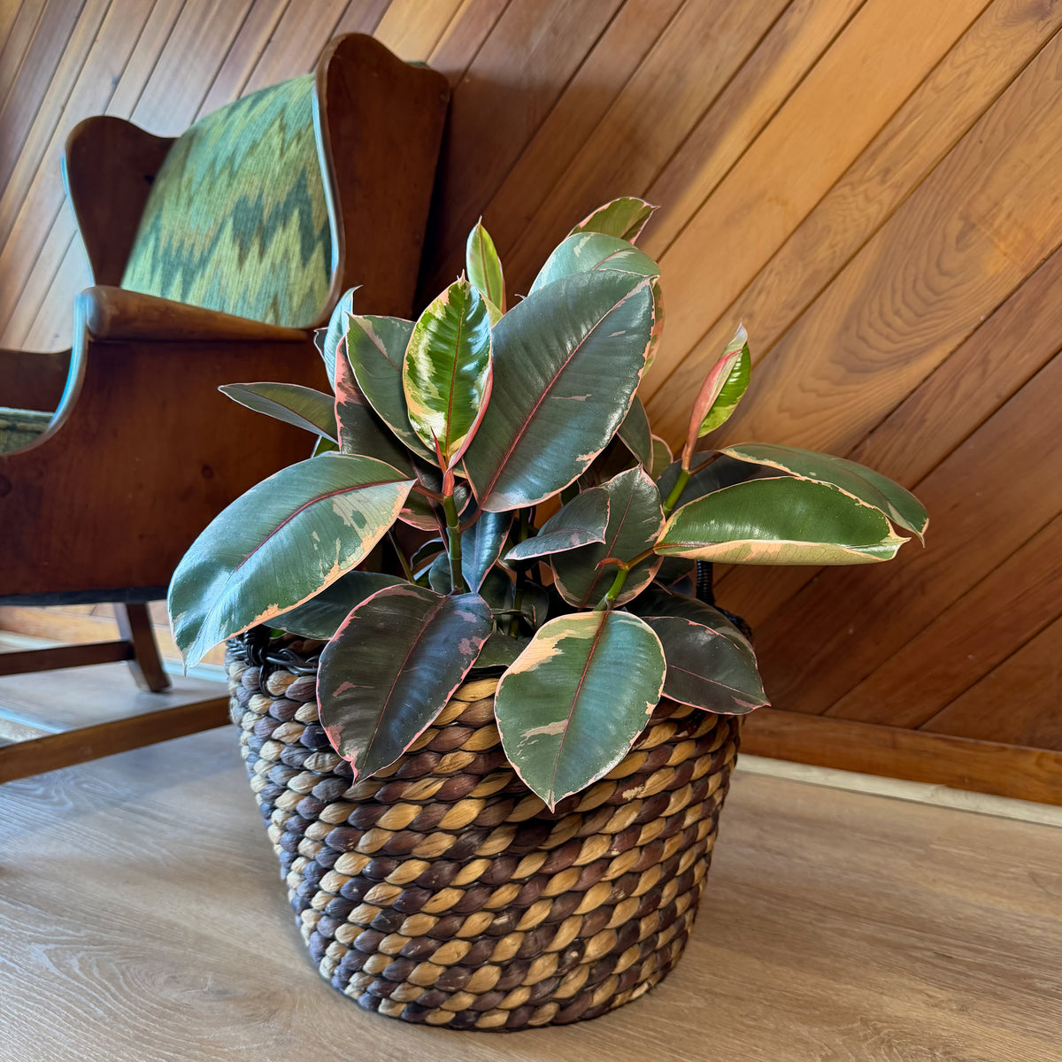 Ruby Rubber Tree (Ficus Elastica�'Ruby') - 8 Inch Indoor Houseplant -Ship Only