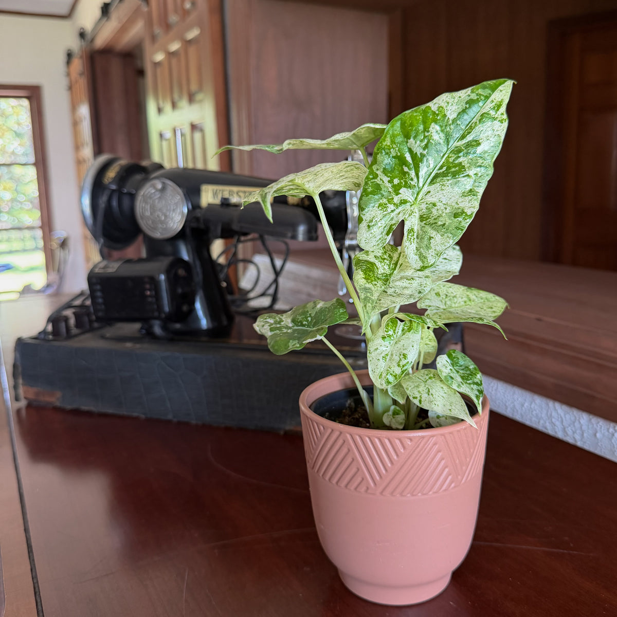 Alocasia Blizzard (Alocasia Odora 'Batik Blizzard') - 4 Inch Indoor Houseplant -Ship Only