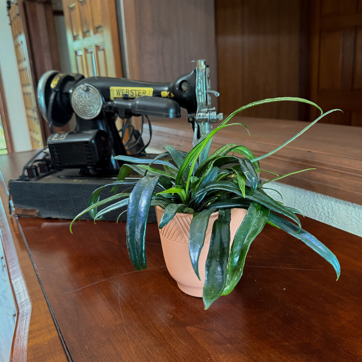 Blue Oil Fern (Microsorum Thailandicum) - 4 Inch Indoor Houseplant -Ship Only