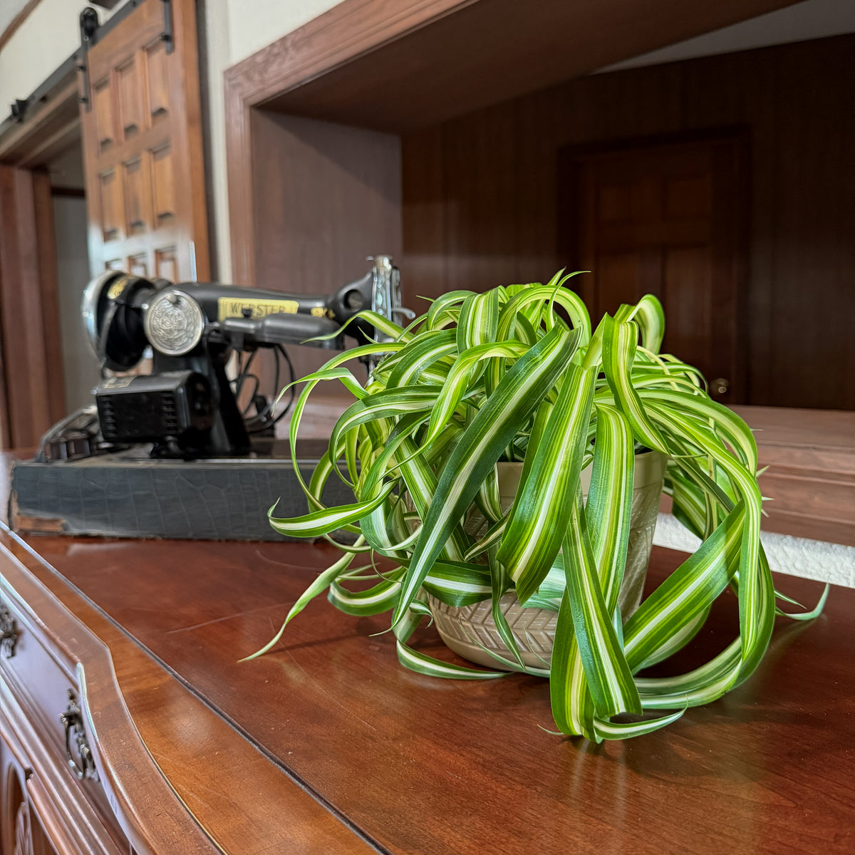 Spider Curly (Chlorophytum Comosum 'Bonnie') - 6 Inch Indoor Houseplant -Ship Only