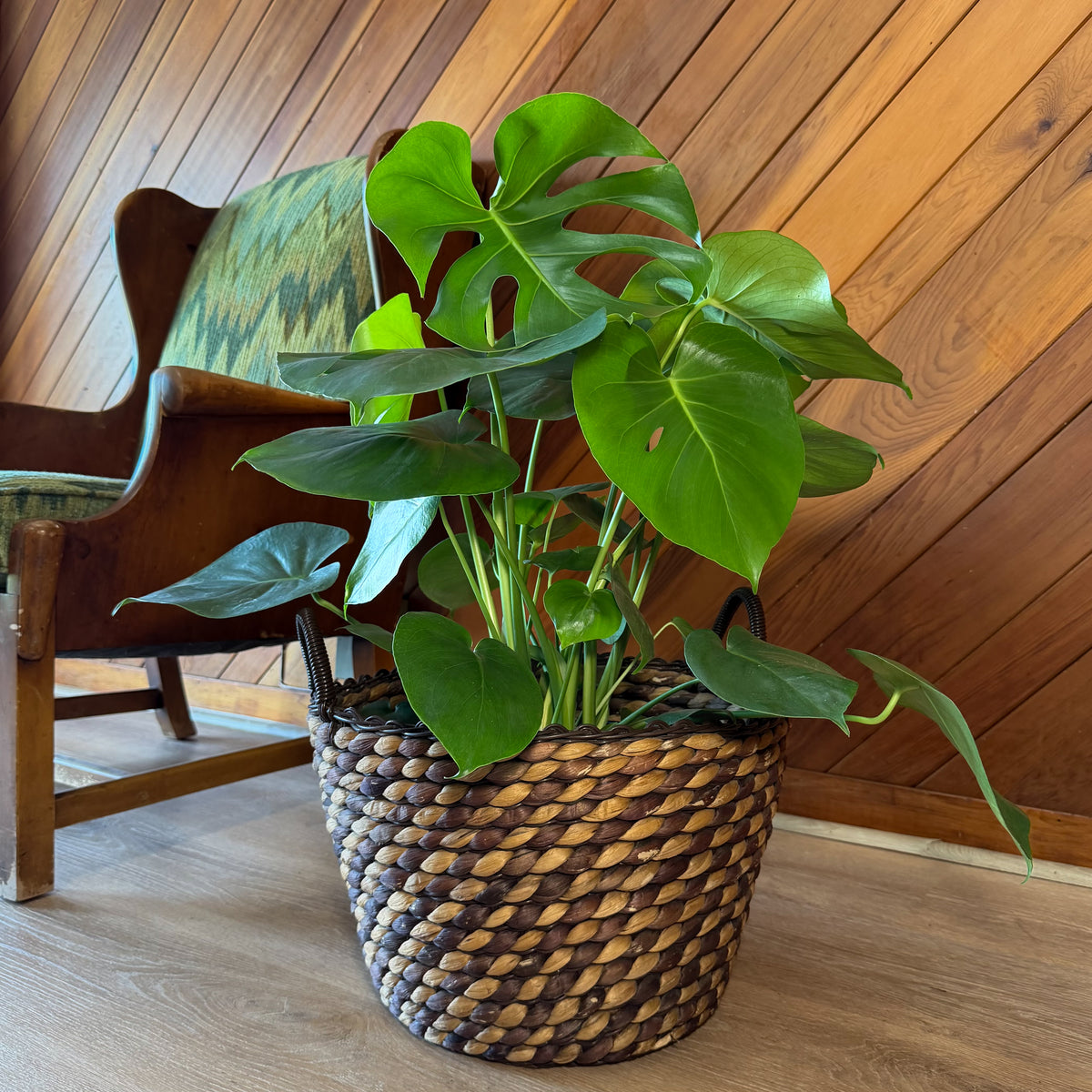 Monstera Deliciosa - 8 Inch Indoor Houseplant -Ship Only