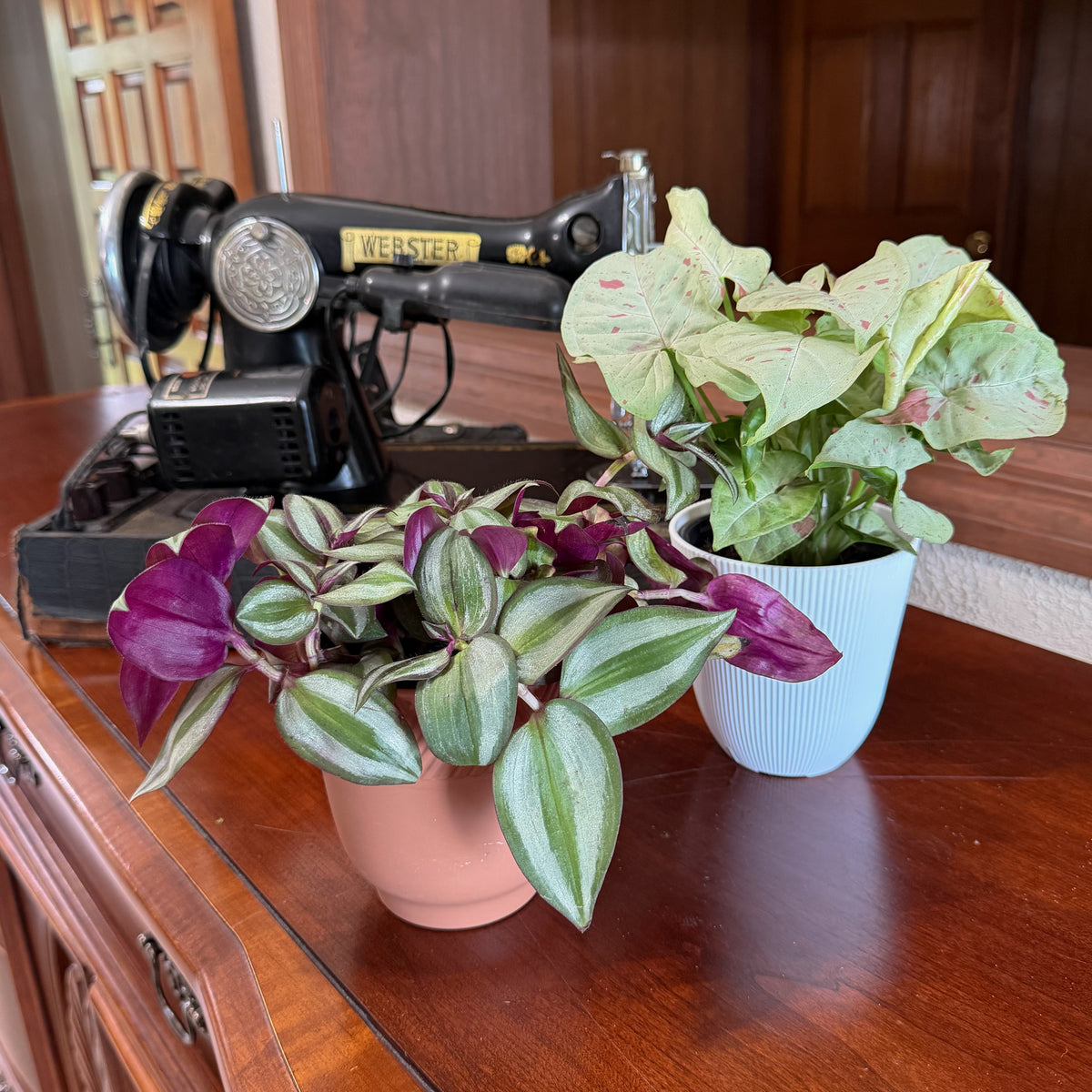 Mystery Foliage 4 Pack - 4 Inch Indoor Houseplants -Ship Only