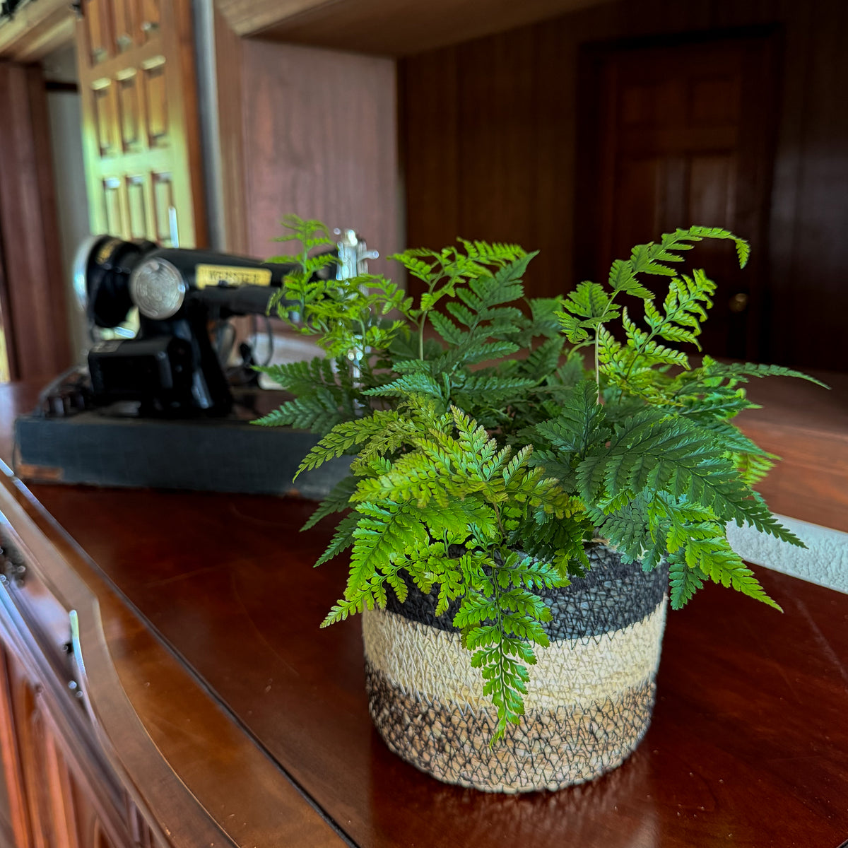 Rabbit Foot Footed Fern (Davallia Fejeensis) - 6 Inch Indoor Houseplant -Ship Only