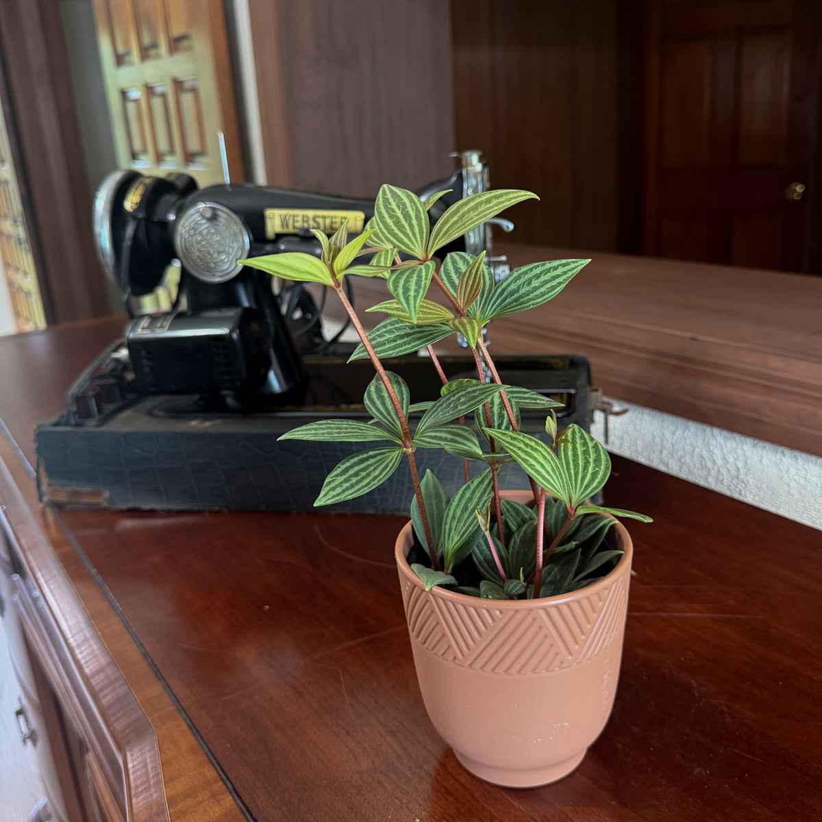 Peperomia Stilt (Peperomia Puteolata) - 4 Inch Indoor Houseplant -Ship Only