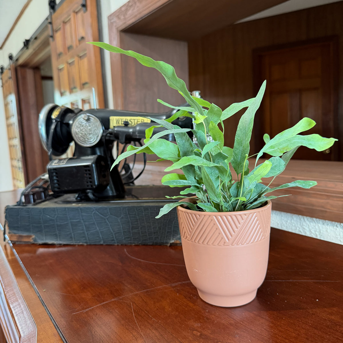 Blue Star Footed Fern (Phlebodium Aureum 'Blue Star') - 4 Inch Indoor Houseplant -Ship Only