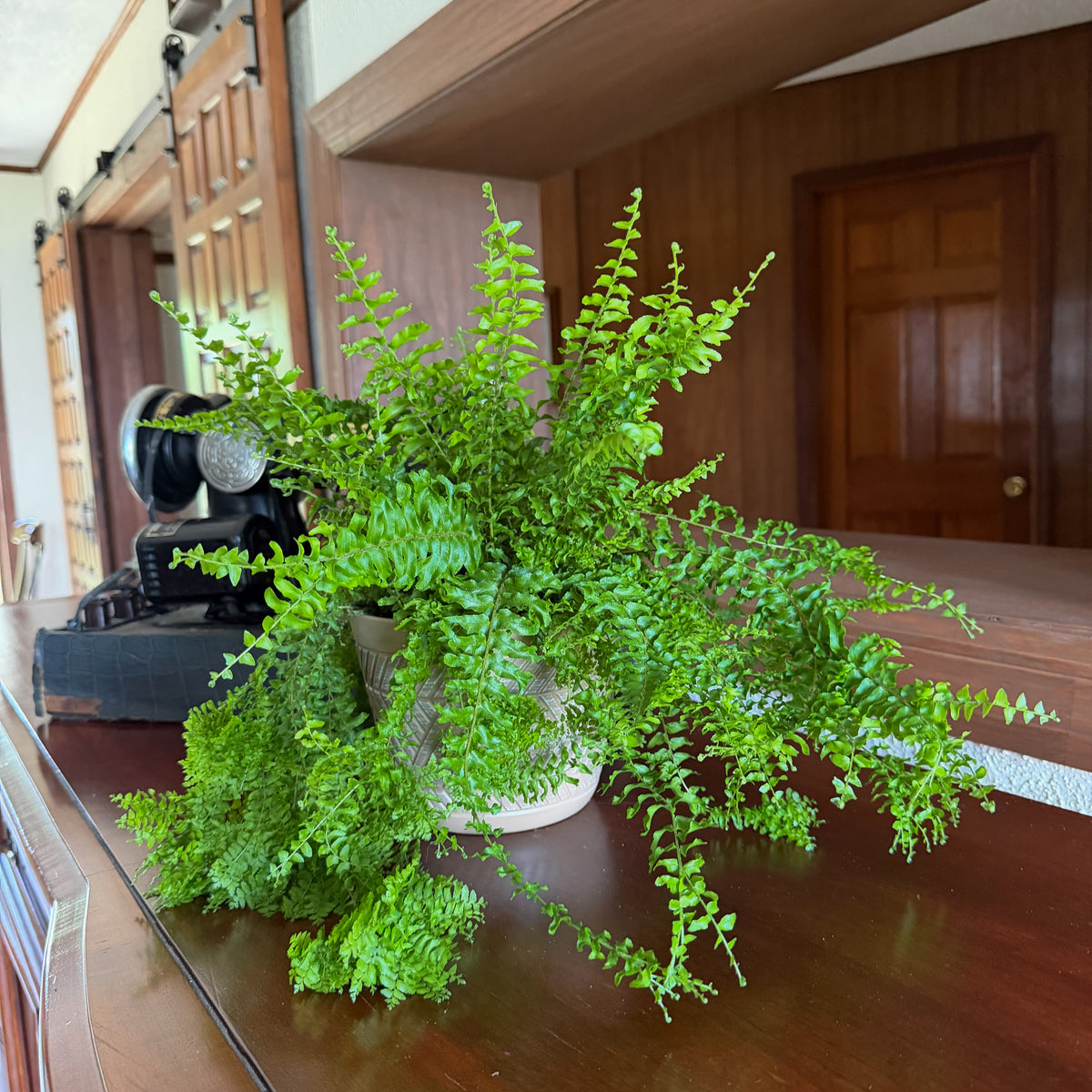 Petticoat Boston Fern (Nephrolepis Exaltata 'Petticoat') - 6 Inch Indoor Houseplant -Ship Only