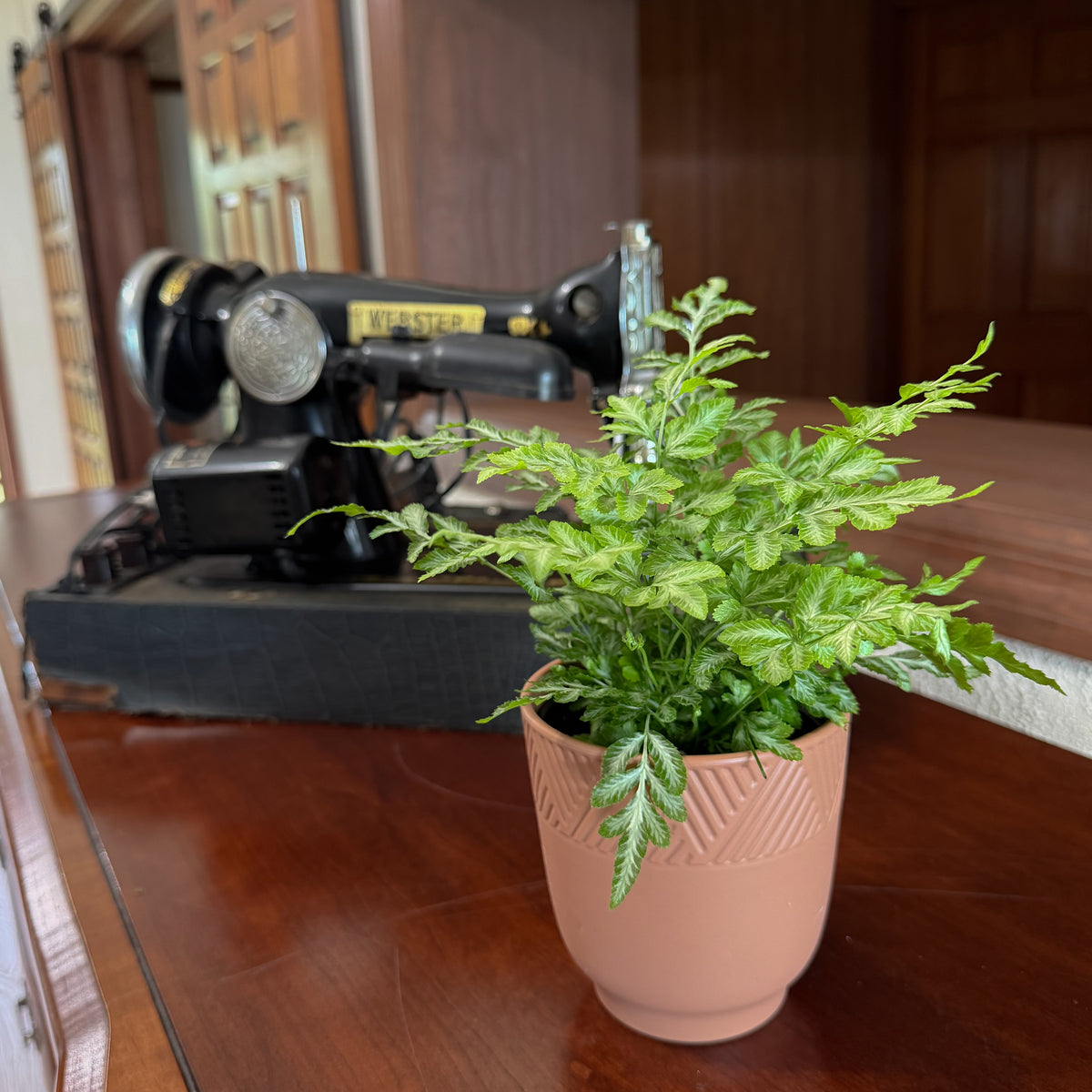 Silver Lace Fern (Pteris Ensiformis 'Evergemiensis') - 4 Inch Indoor Houseplant -Ship Only
