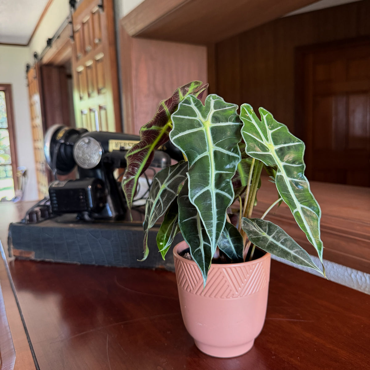 Alocasia Polly (Alocasia x Amazonica 'Polly') - 4 Inch Indoor Houseplant -Ship Only
