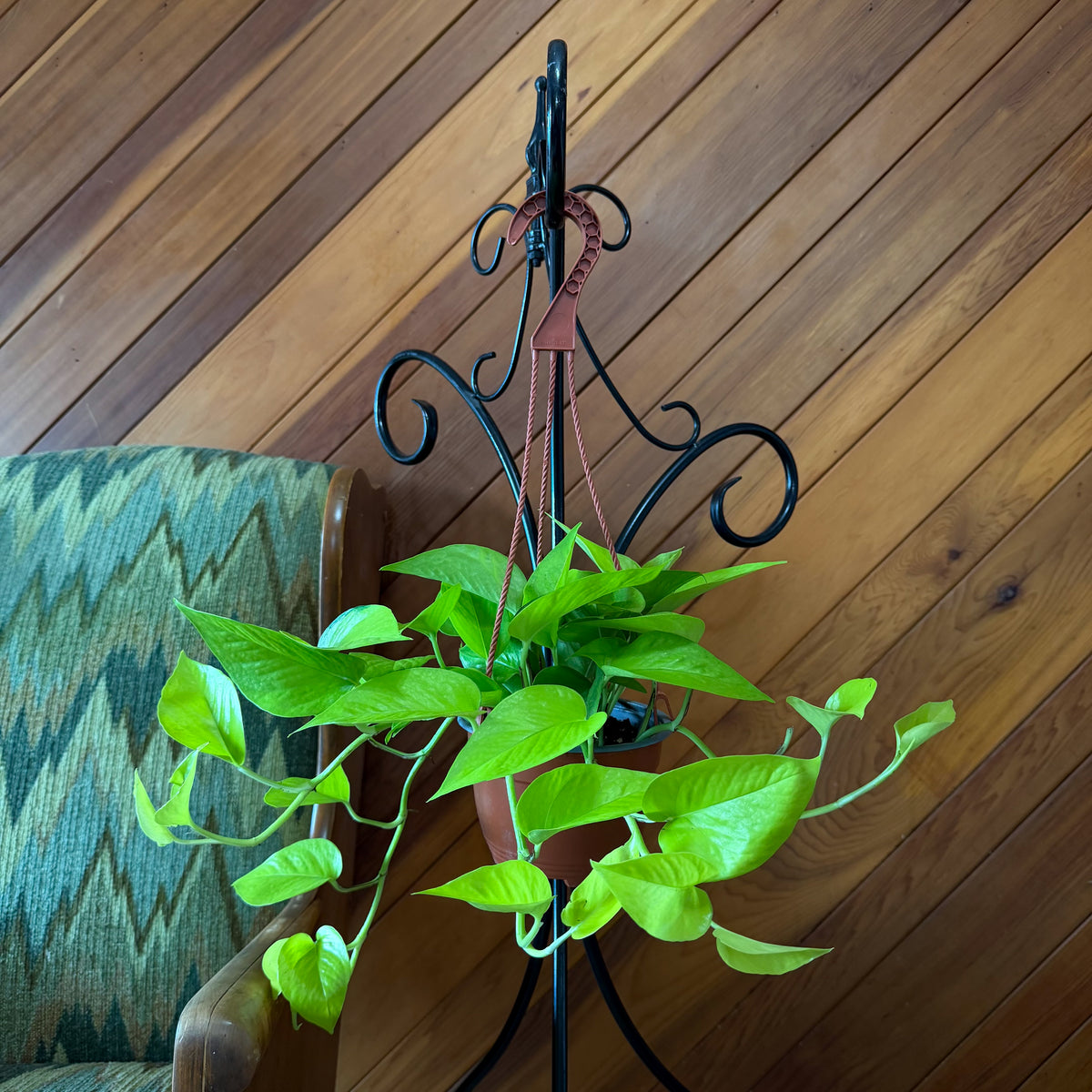 Pothos Neon Hanging Basket (Epipremnum Aureum 'Neon') - 6 Inch Indoor Houseplant -Ship Only