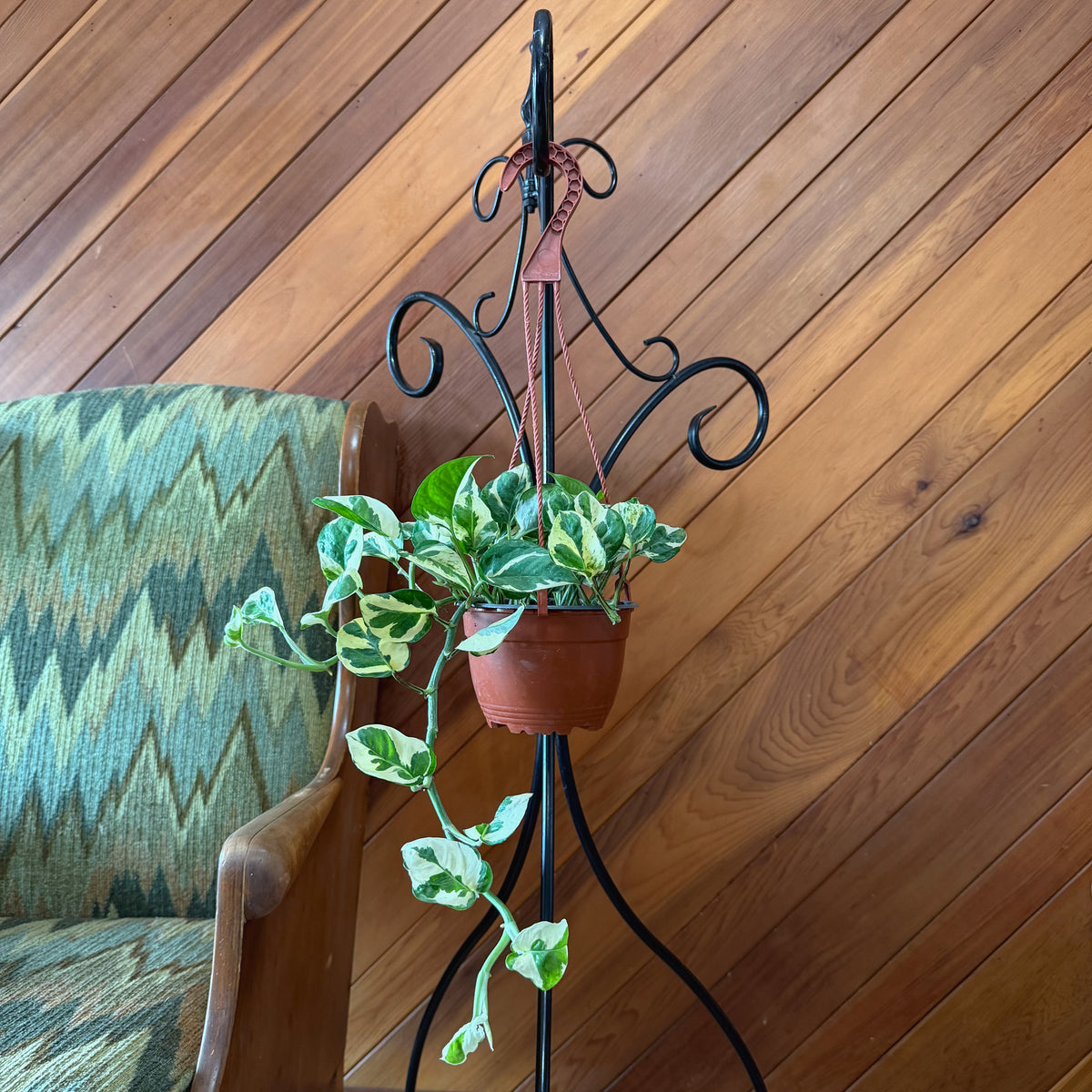 Pothos N'Joy Hanging Basket (Epipremnum Aureum 'N'Joy') - 6 Inch Indoor Houseplant -Ship Only