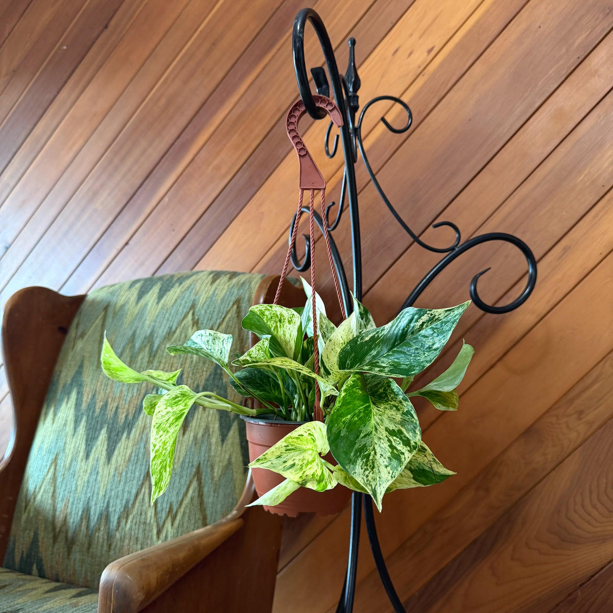 Pothos Marble Queen Hanging Basket (Epipremnum Aureum 'Marble Queen') - 6 Inch Indoor Houseplant -Ship Only