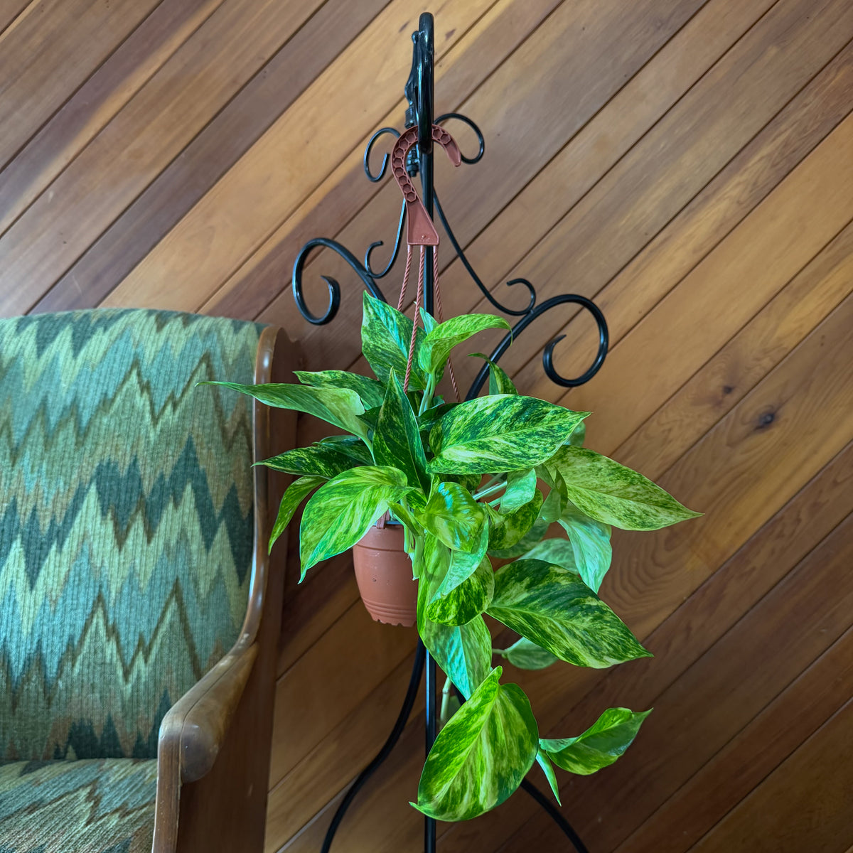 Pothos Hawaiian Hanging Basket (Epipremnum Aureum 'Hawaiian') - 6 Inch Indoor Houseplant -Ship Only